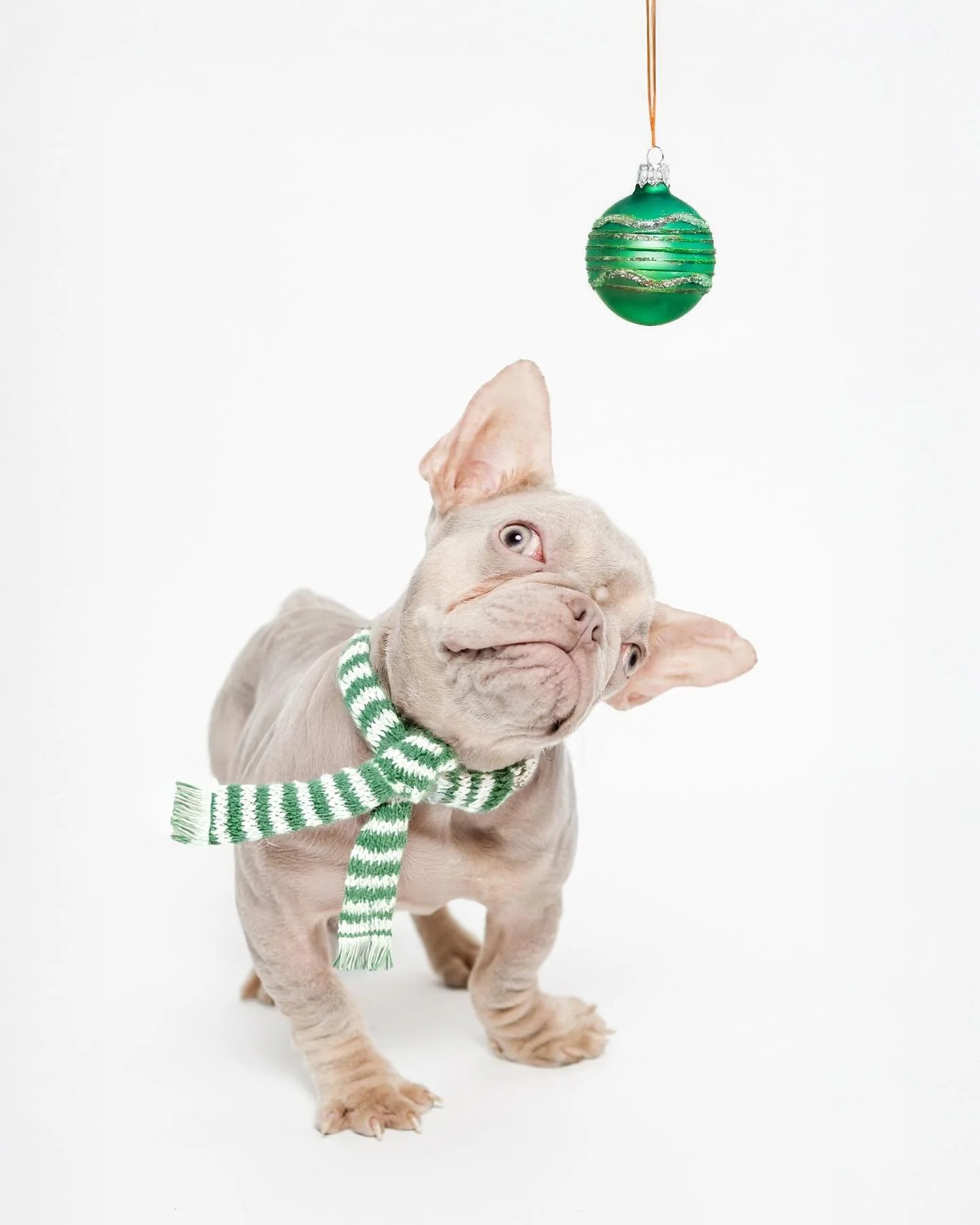 Everything&rsquo;s a ball if you believe hard enough. ✨

@haroldthelittlelad 

#frenchie #frenchiesofinstagram #frenchbulldog #reacuedog #rescuecatsofinstagram #sacramento #sacramentodogs #doglovers #sacramentopetphotographer #dog #dogphotography #do