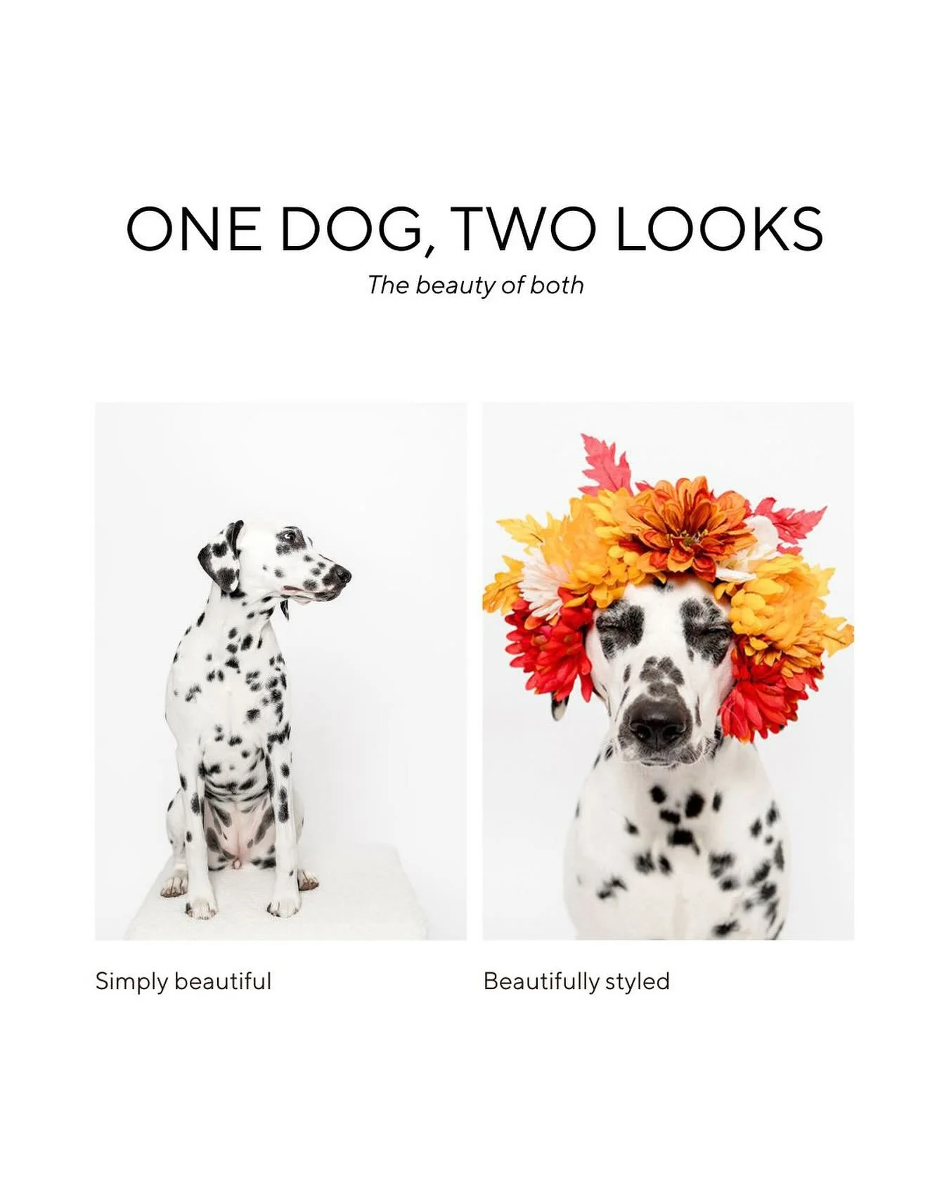 Your dog. Your style. 

Our holiday minis are booked and we&rsquo;re so excited to create festive portraits for our clients. We have a few spots open for private sessions before we take time off to enjoy the Thanksgiving and Christmas holidays with o