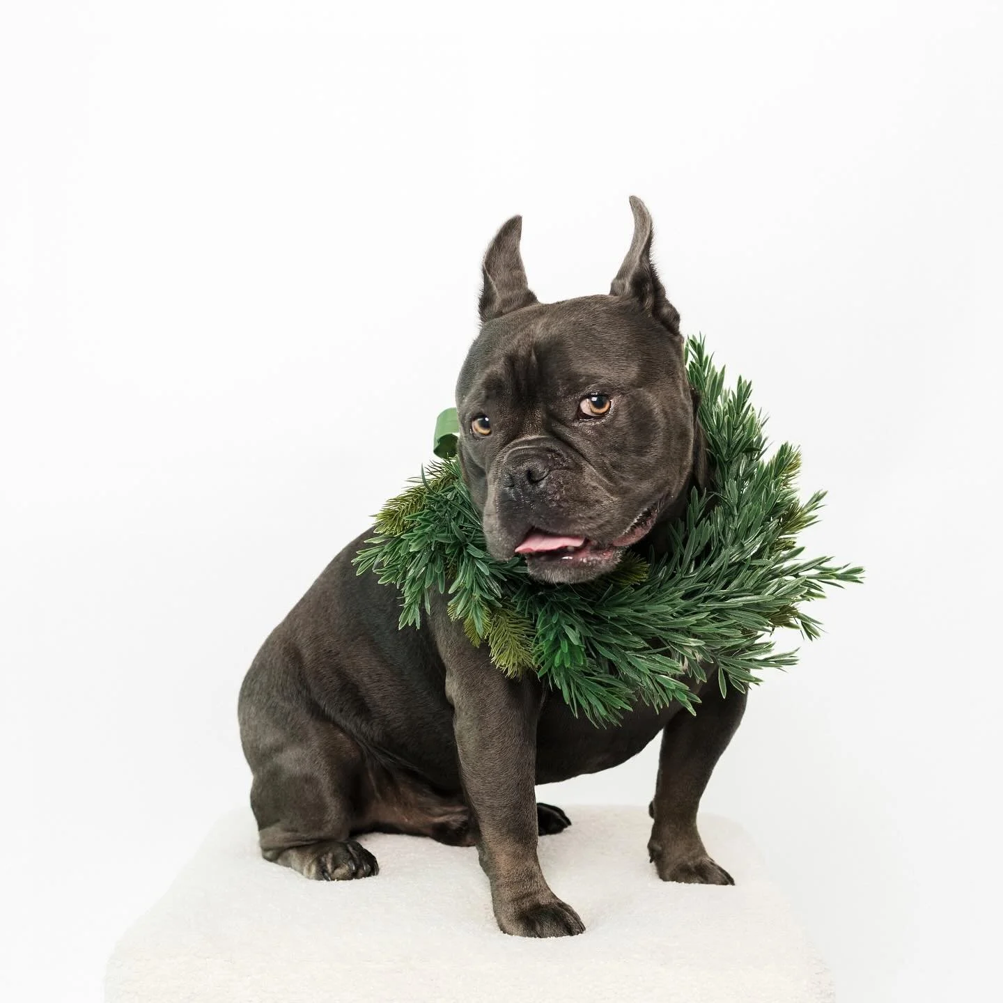Mac, elegant in evergreen. 

Mac&rsquo;s family drove from the Bay Area for this session, which they won supporting California Bully Rescue&rsquo;s fundraiser. Worth every mile &mdash; and a beautiful way to support dogs in need.

If you&rsquo;d like