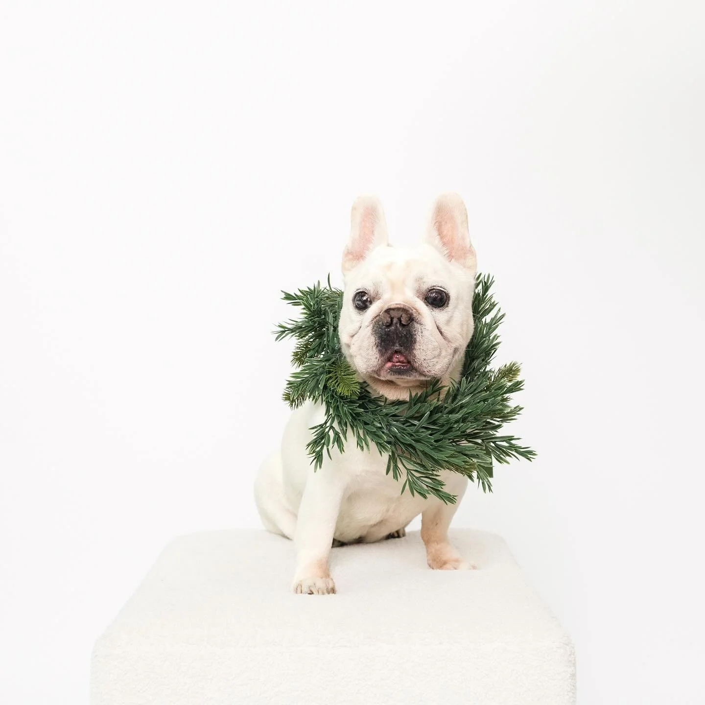 Kobe, wearing evergreen like he was born for the holidays, exuding a simple elegance. Brother of @buellerthebulldog , blind and deaf, absolutely stunning.

Just wrapped up a fun weekend of holiday mini sessions. More festive faces coming soon. &heart