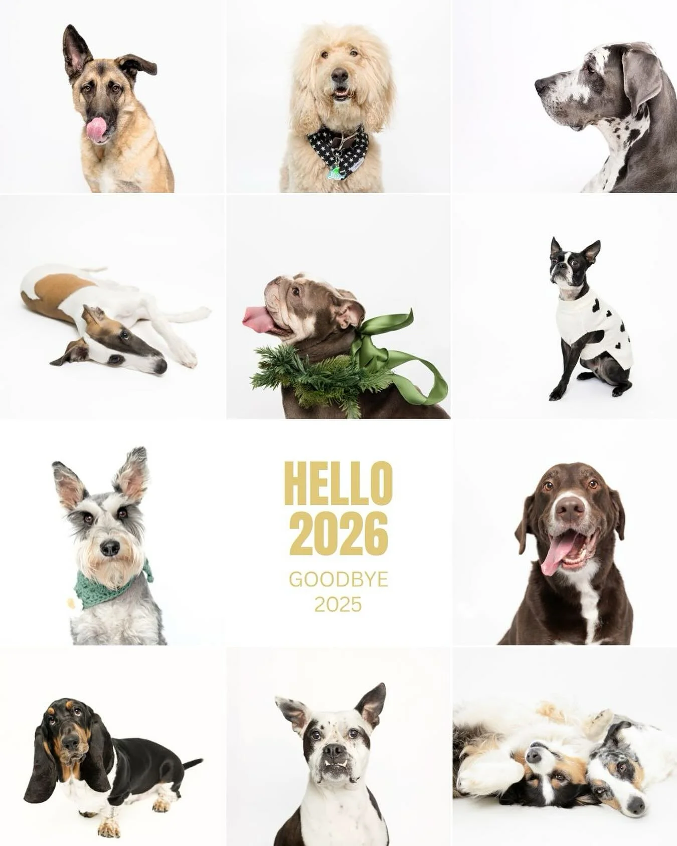 2025 tested me in ways I didn&rsquo;t expect, both personally and professionally. There were days I questioned everything. But the dogs &mdash; they kept showing up, kept trusting me, kept reminding me why I do this work. They are what matters.

To J