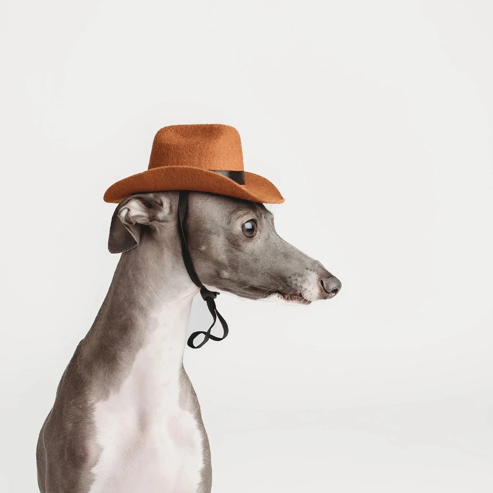 Canine Couture: Nico the Iggy