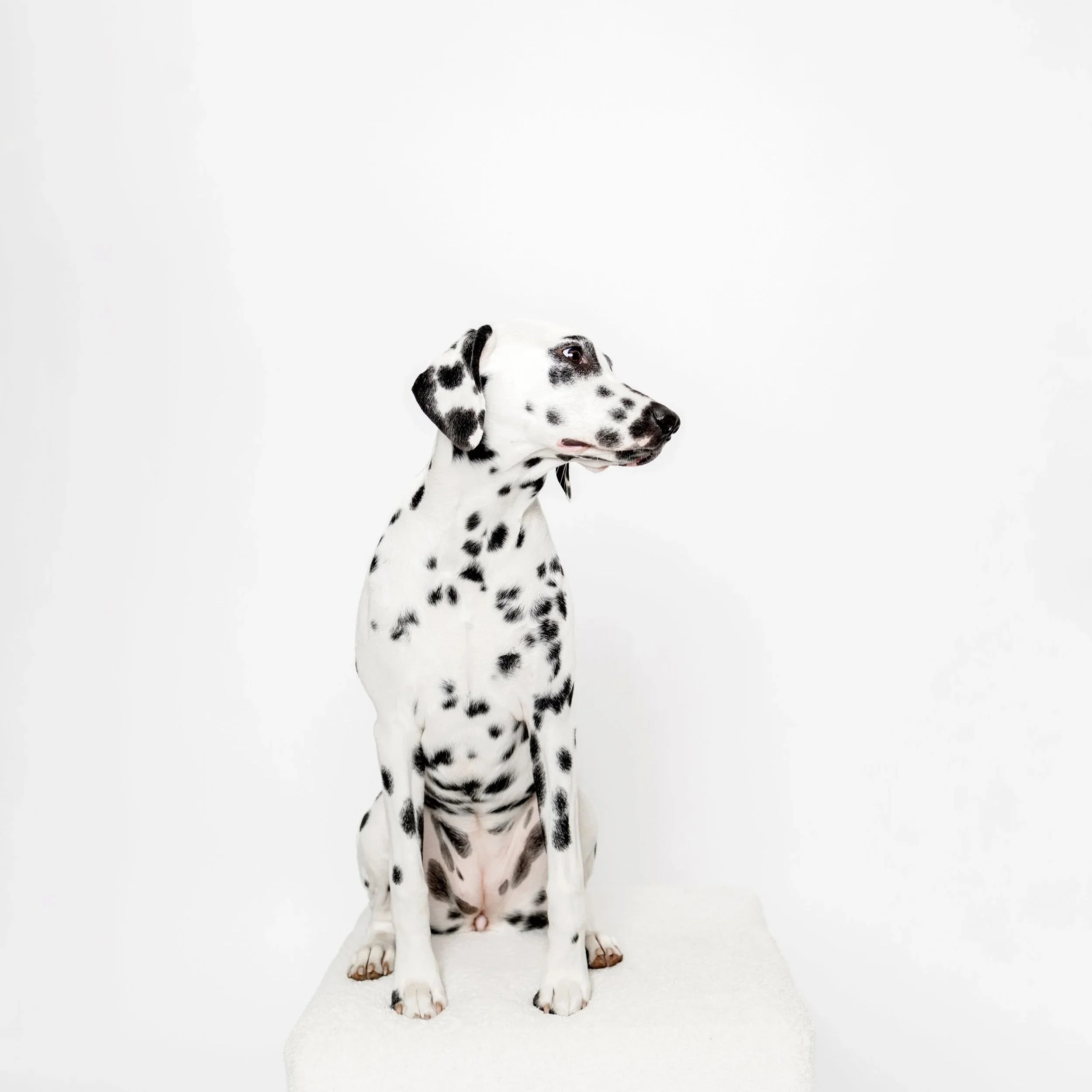 dixie_copyright_dogsonpaper_1.jpg