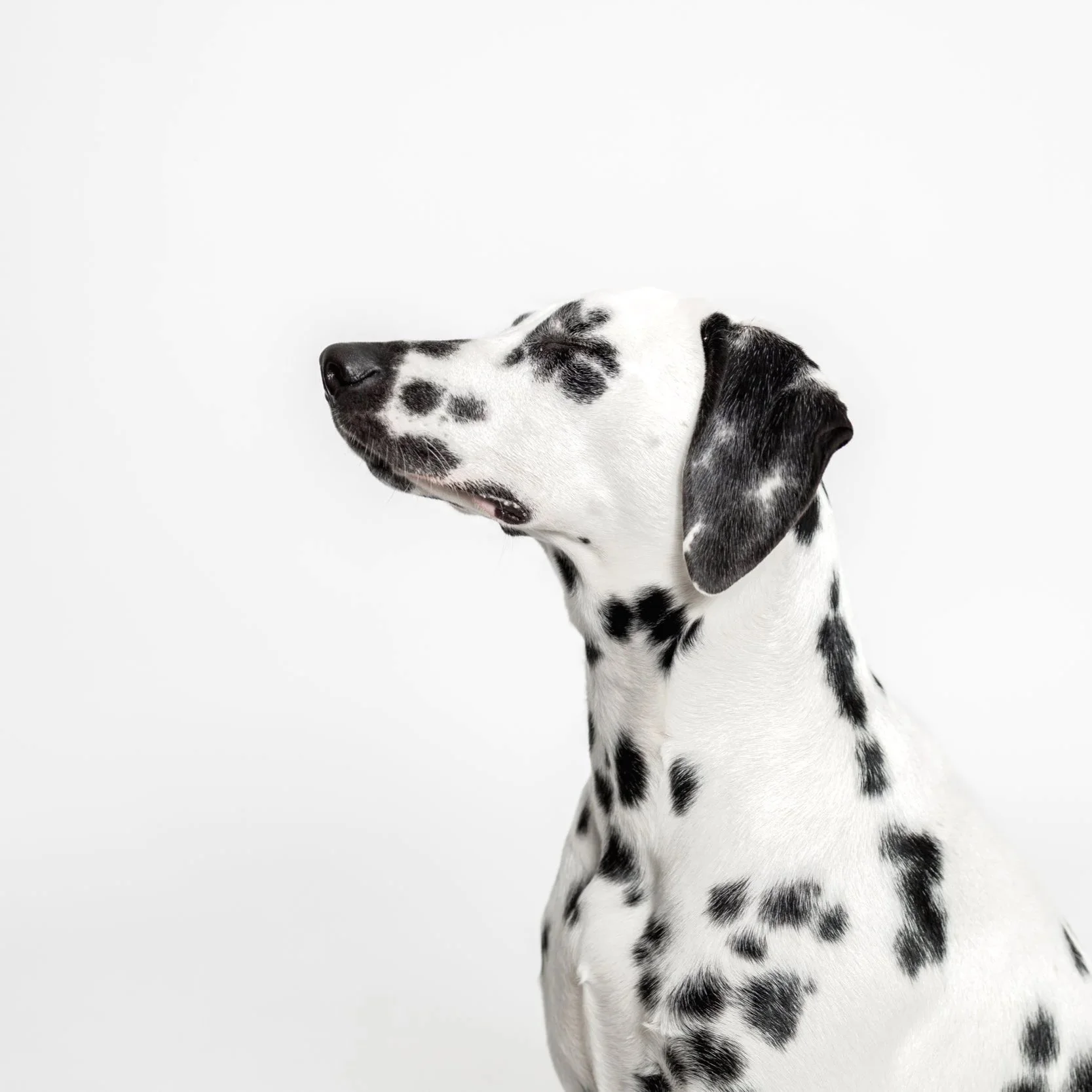 Spotted Beauty: Dixie the Dalmatian