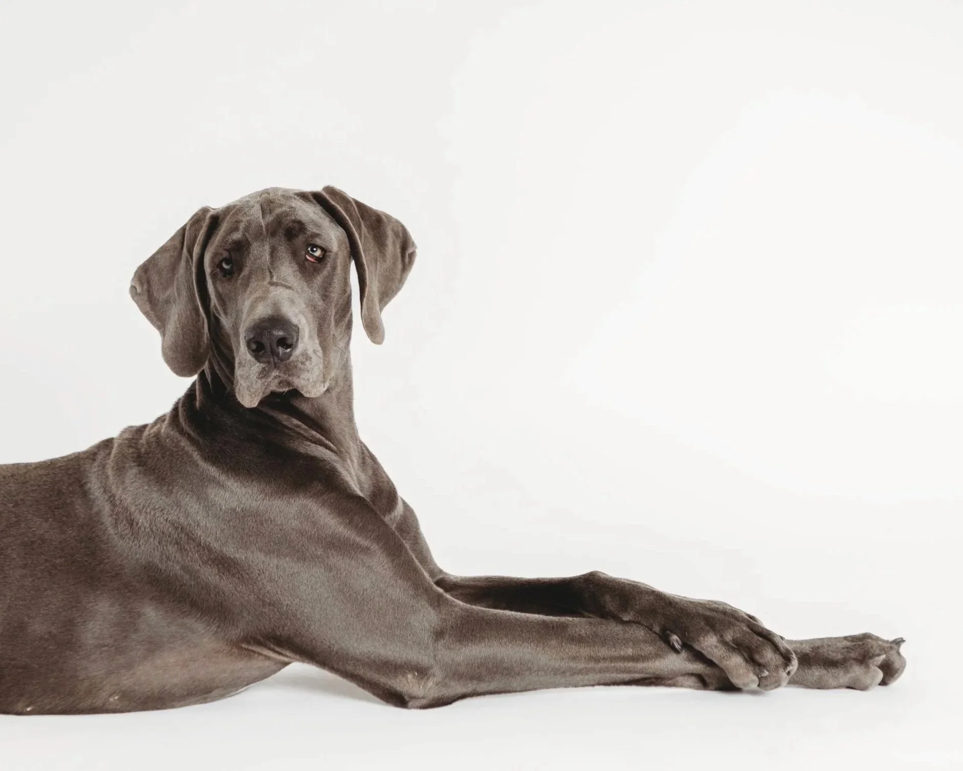 Graceful Dane: The Beauty of Sohl