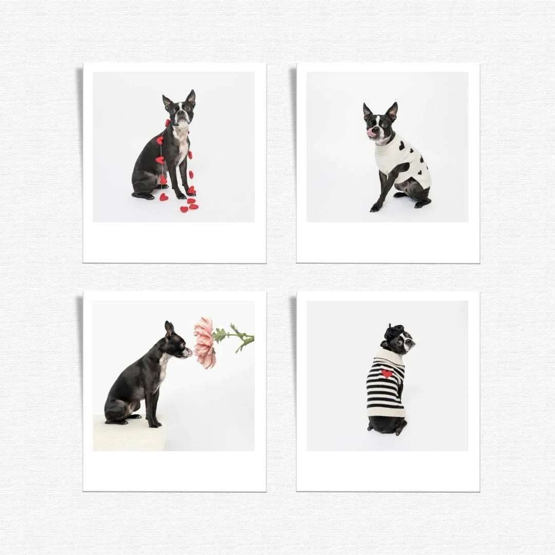 For the one who has your whole heart.

Tomorrow&rsquo;s the day! Book your &ldquo;Be Mine - The Dogs We Love&rdquo; mini session tomorrow and lock in the early bird price of just $50!

❤️ Choose from our minimalist studio collection of Valentine&rsqu