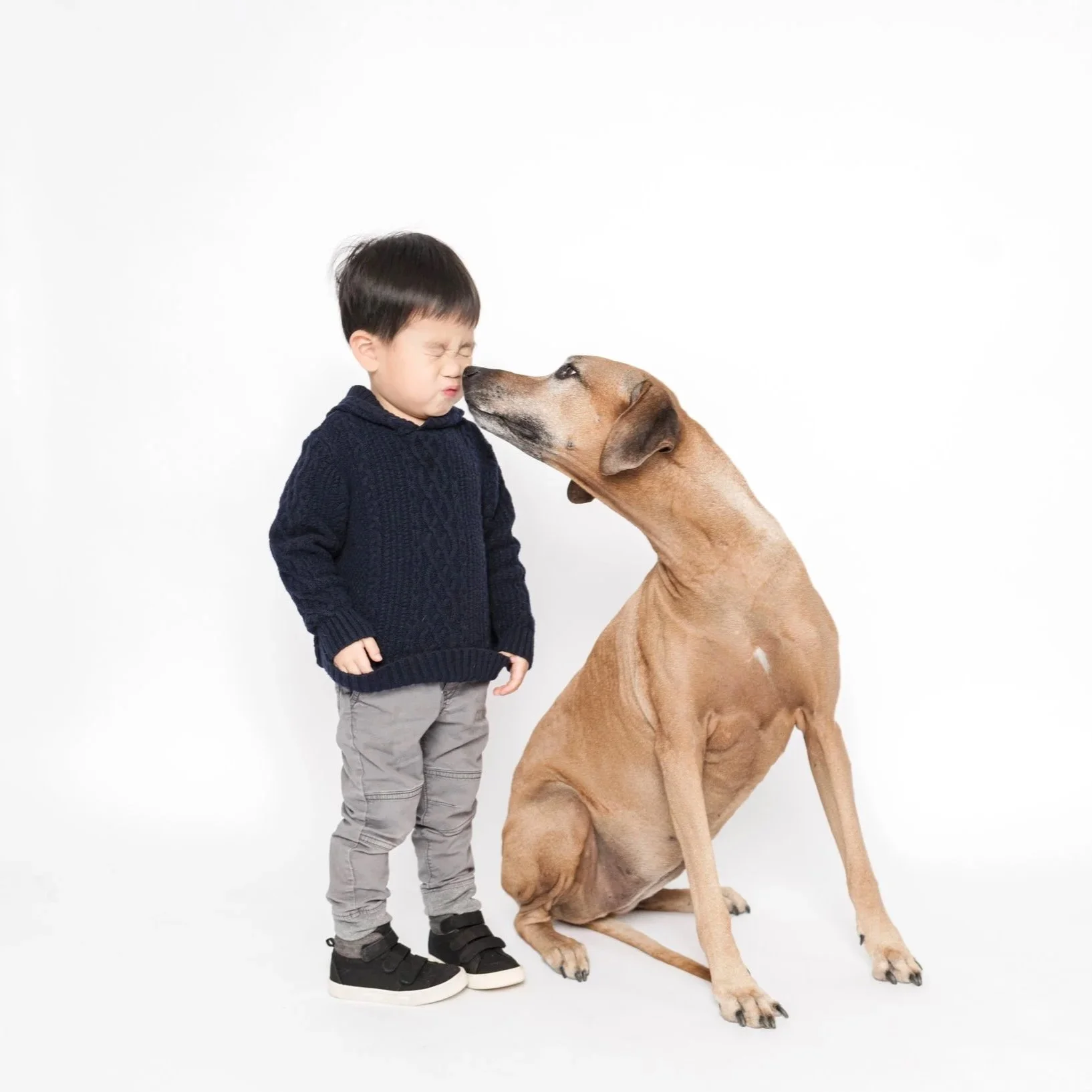 A young boy being kissed by a Rhodesian Ridgeback dog.