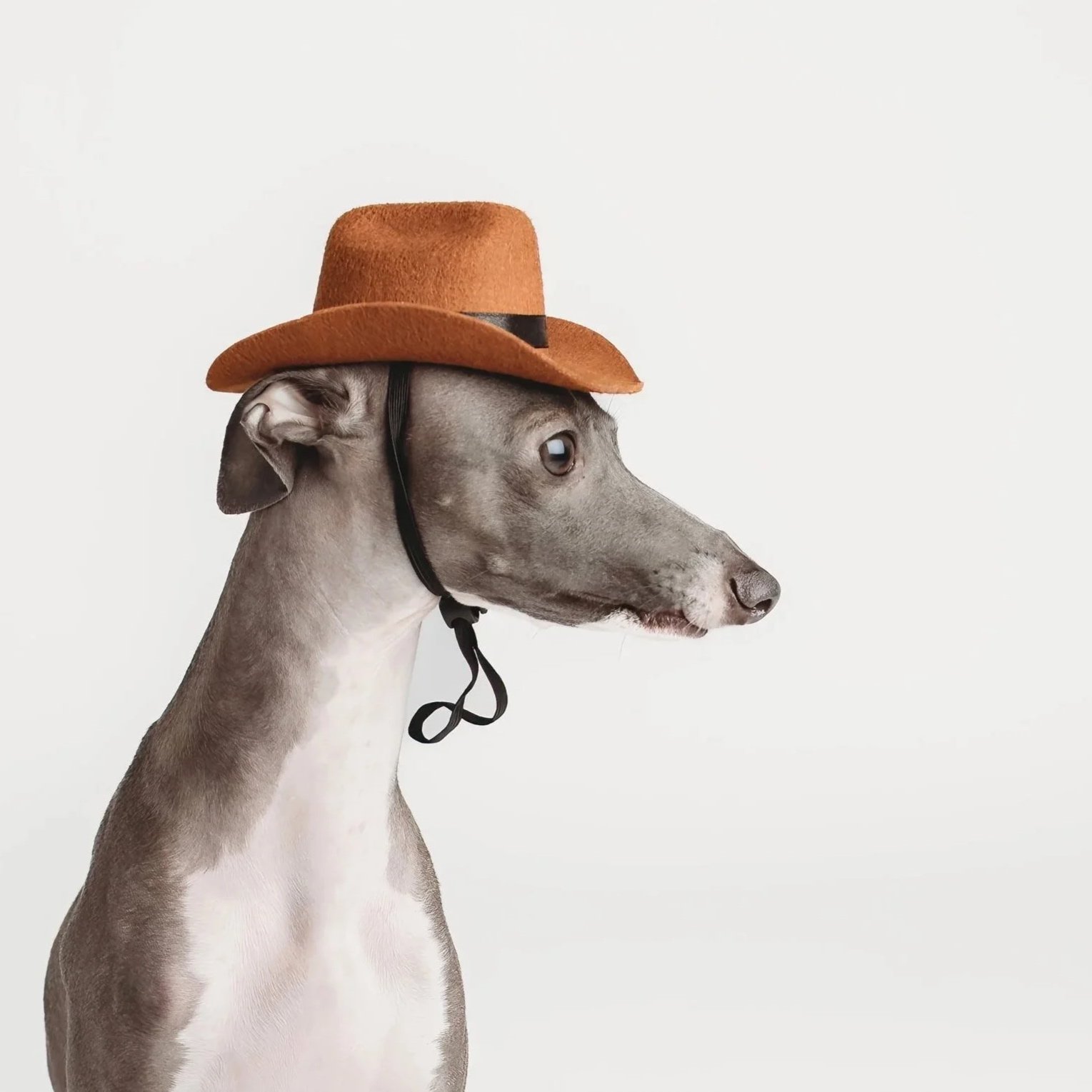 Canine Couture: Nico the Iggy