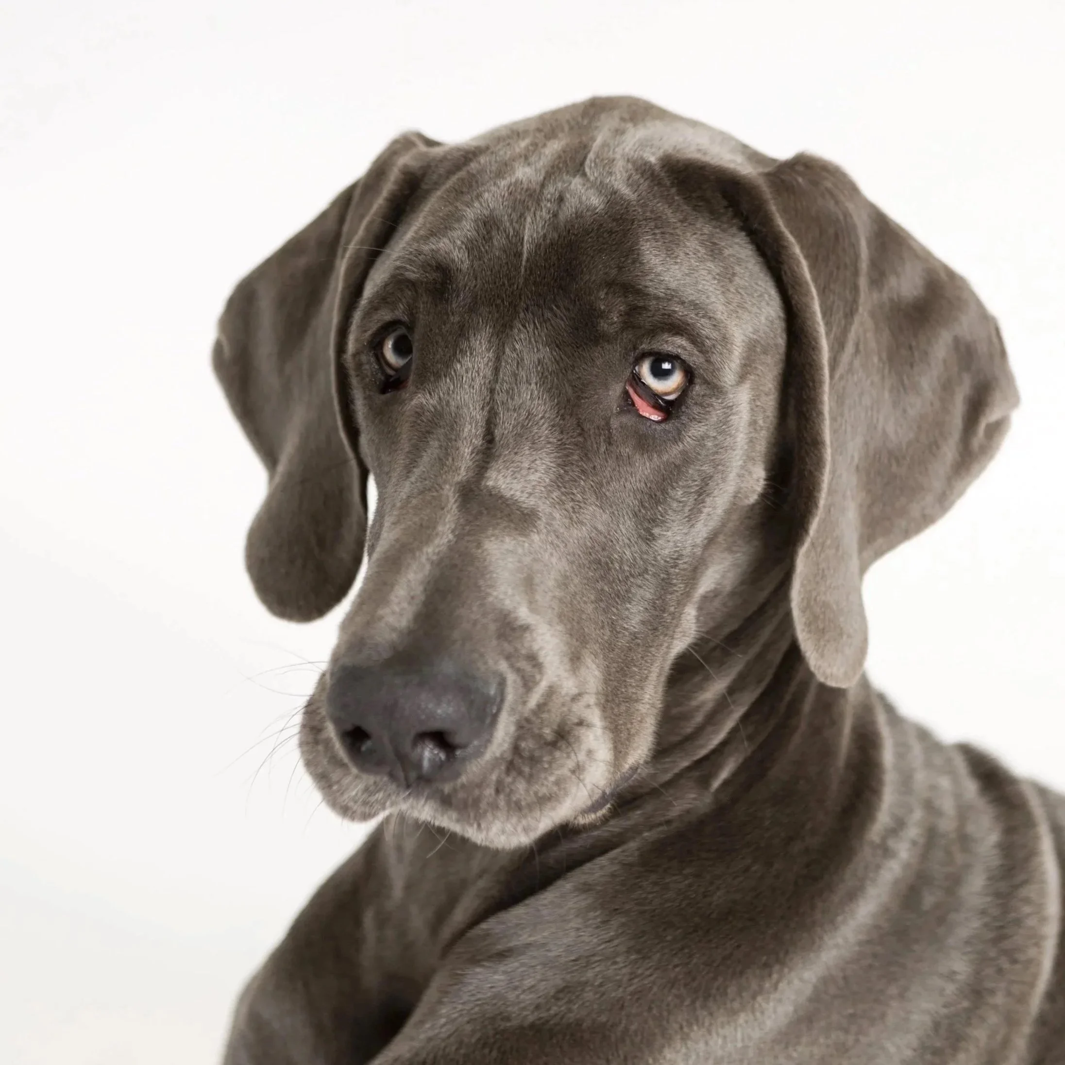 A gray Great Dane puppy with blue eyes looking at the camera against a plain white background.