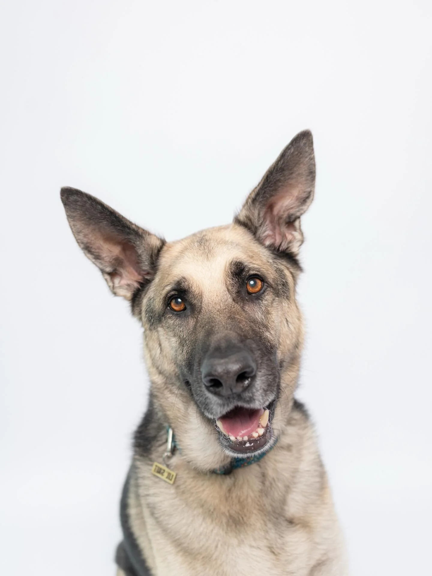 His collar tag says it all. (swipe left to see for yourself 😂) We were smitten with Larry before he even sat down. More to come from his private session.

#dogsonpaper #germanshepherd #larrythedog #lilshit #sacramentodogs
