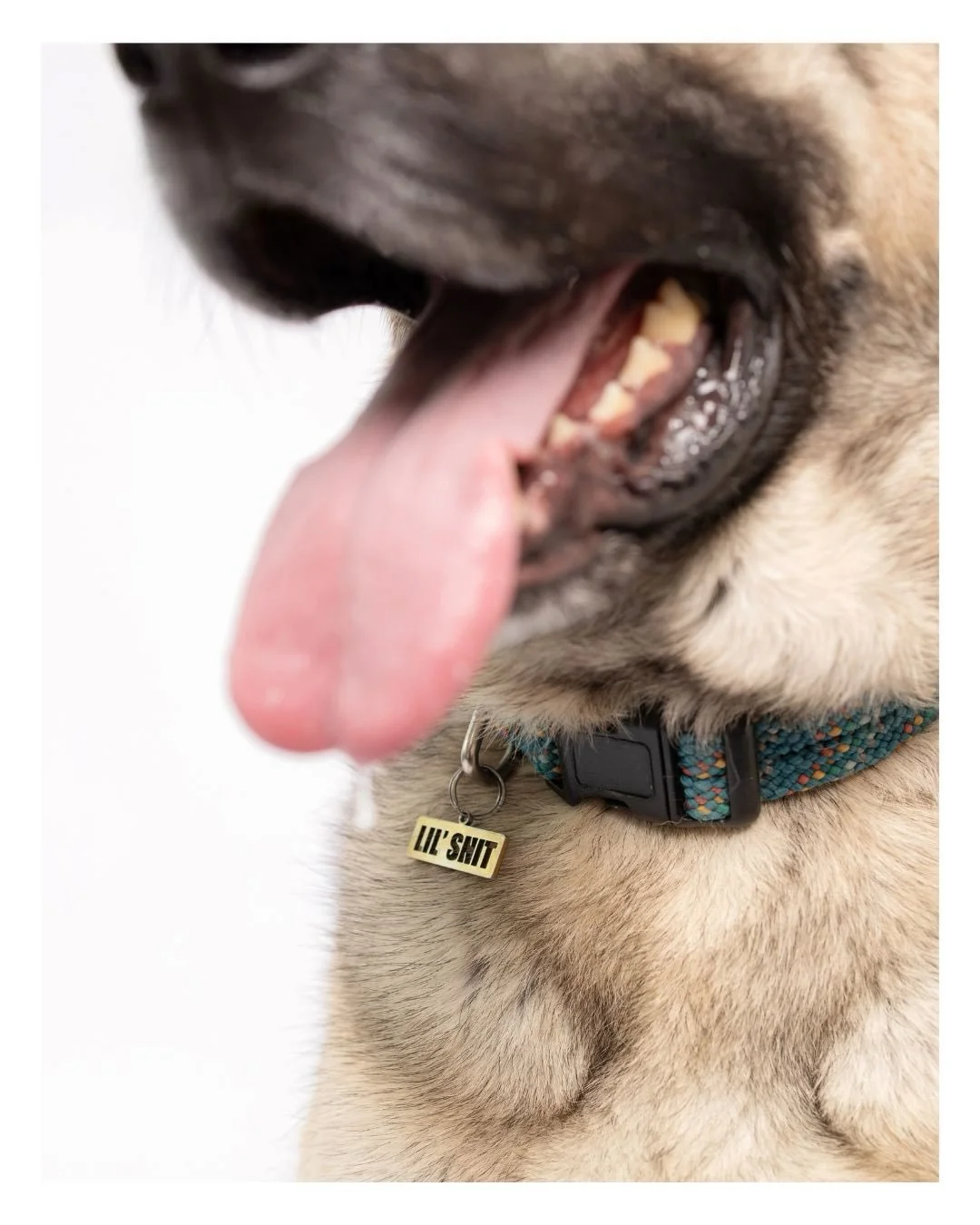 Larry. &ldquo;Lil&rsquo; Shit.&rdquo; Big deal.

More from Larry&rsquo;s session. 🤍

Larry @debbie_like_downer 

#dogsofinstagram #germanshepherd #dogportrait #sacramentodogs #dogsonpaper