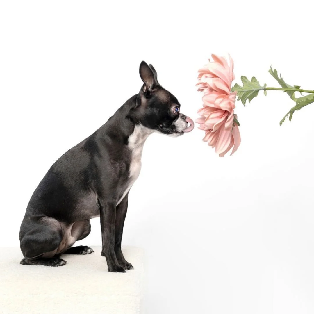 Vinny the Boston Terrier showed up for spring. The flower helped. 🌸

(While you&rsquo;re here &mdash; go follow @barkcuteriebybrynna. Brynna makes the best handcrafted dog treats &mdash; each bite filled with love. The kind of small business that ma