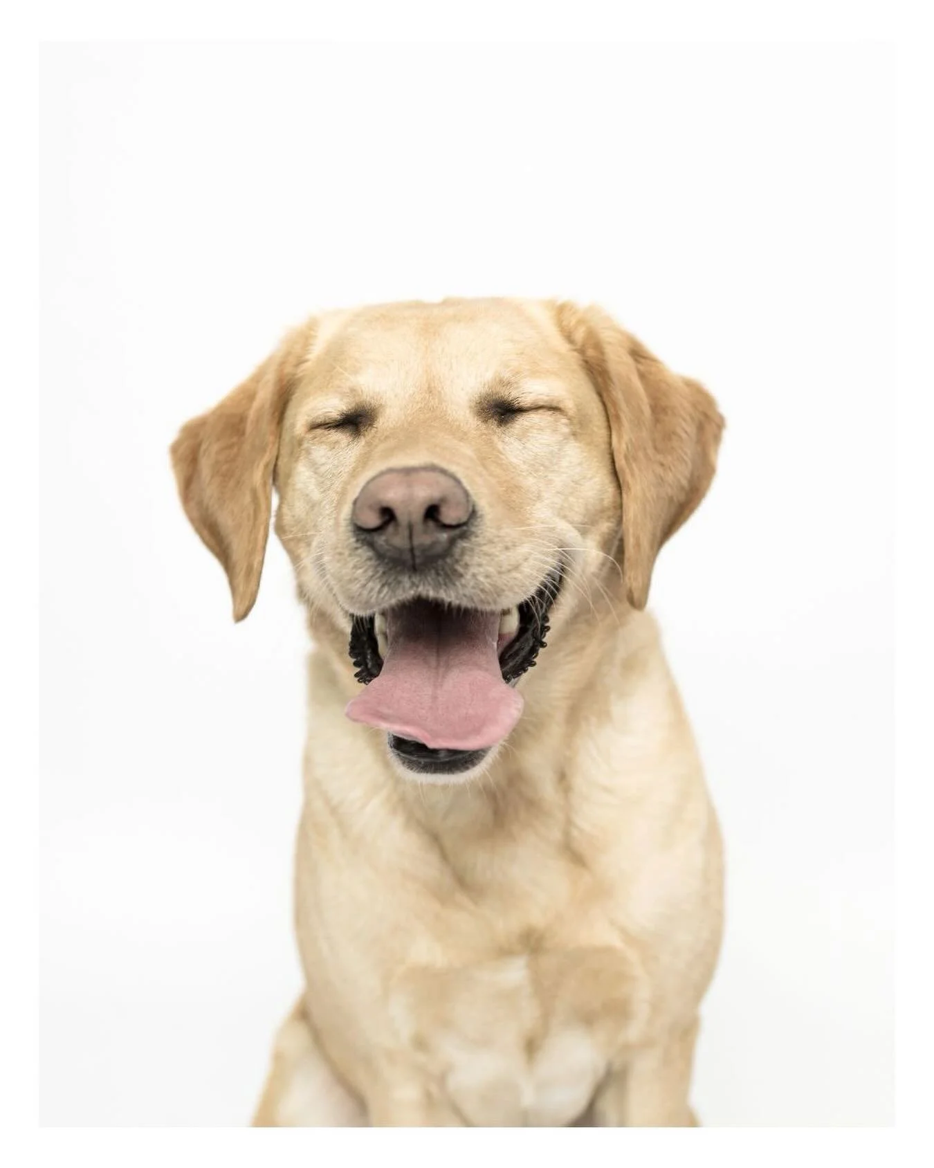 Saturday vibes.

Featured: Valley

#labsofinstagram #dogphotography #sacramentodogs #dogvibes #dogsonpaper