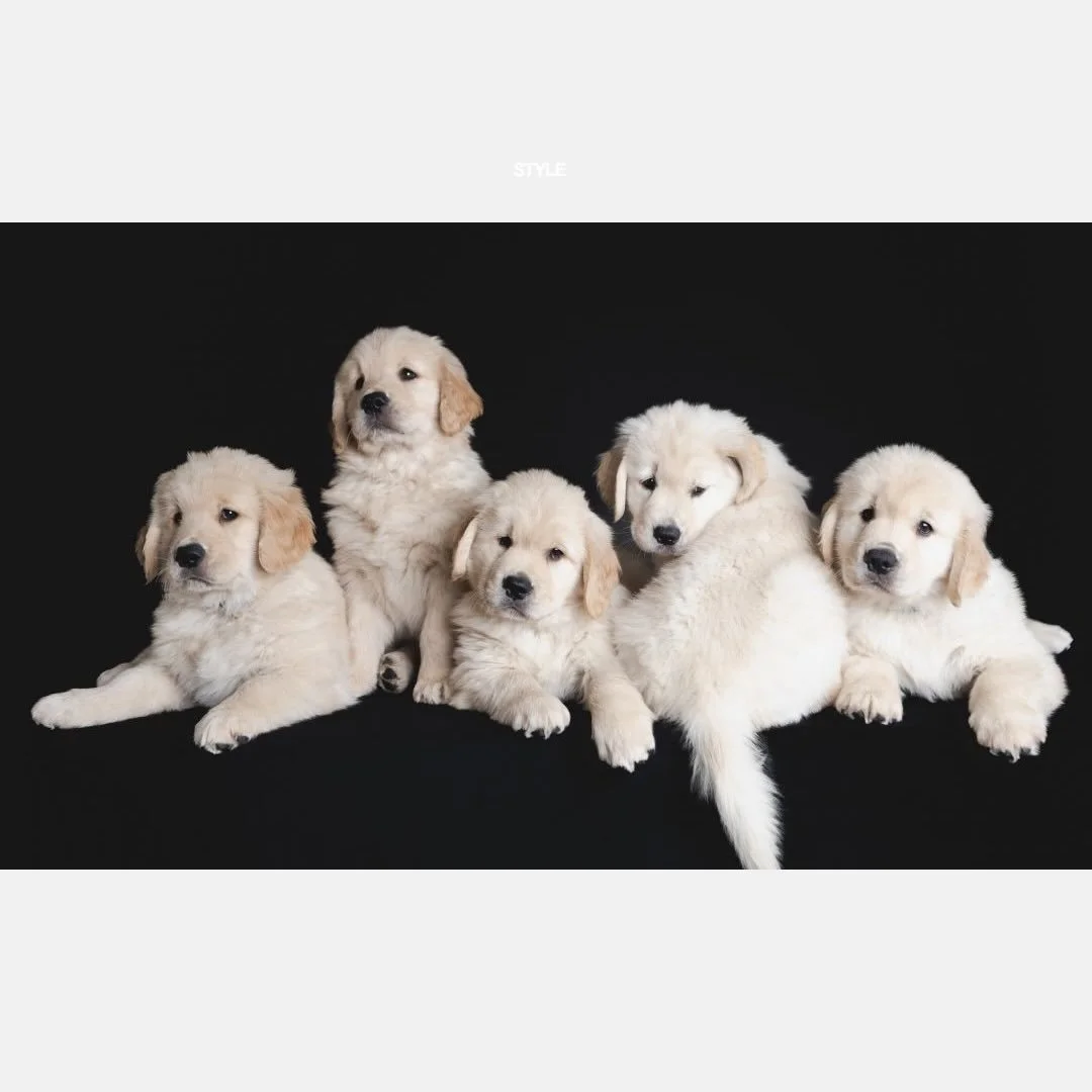 Puppy love.

#nationalpuppyday #goldenretrieversofinstagram #sacramentophotographer #dogportraits #dogsonpaper