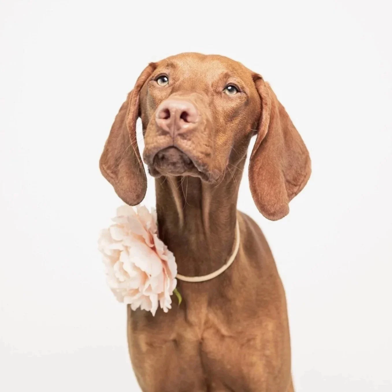A Vizsla dog with pink flower around its neck against a white background.