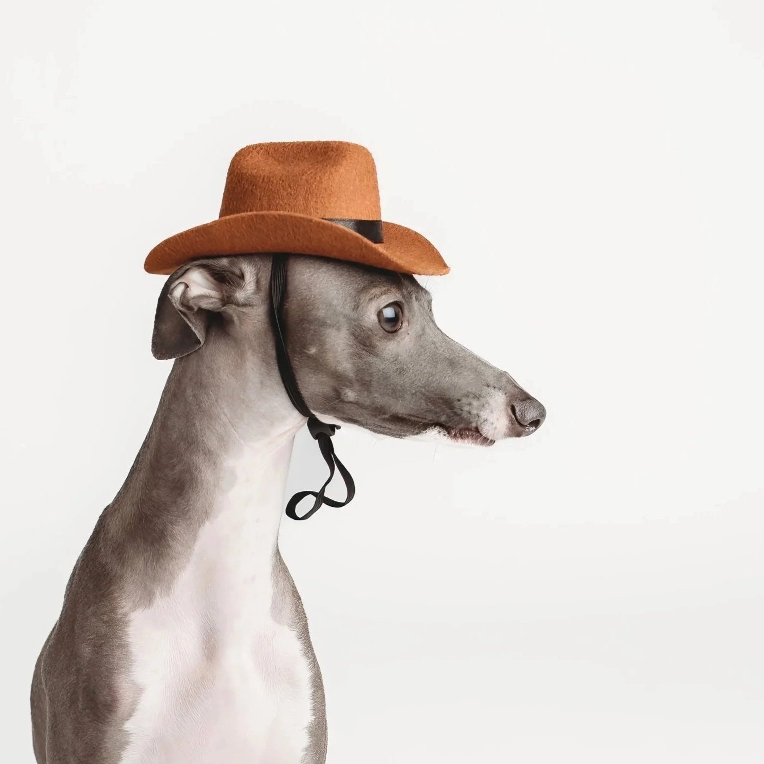 Canine Couture: Nico the Iggy