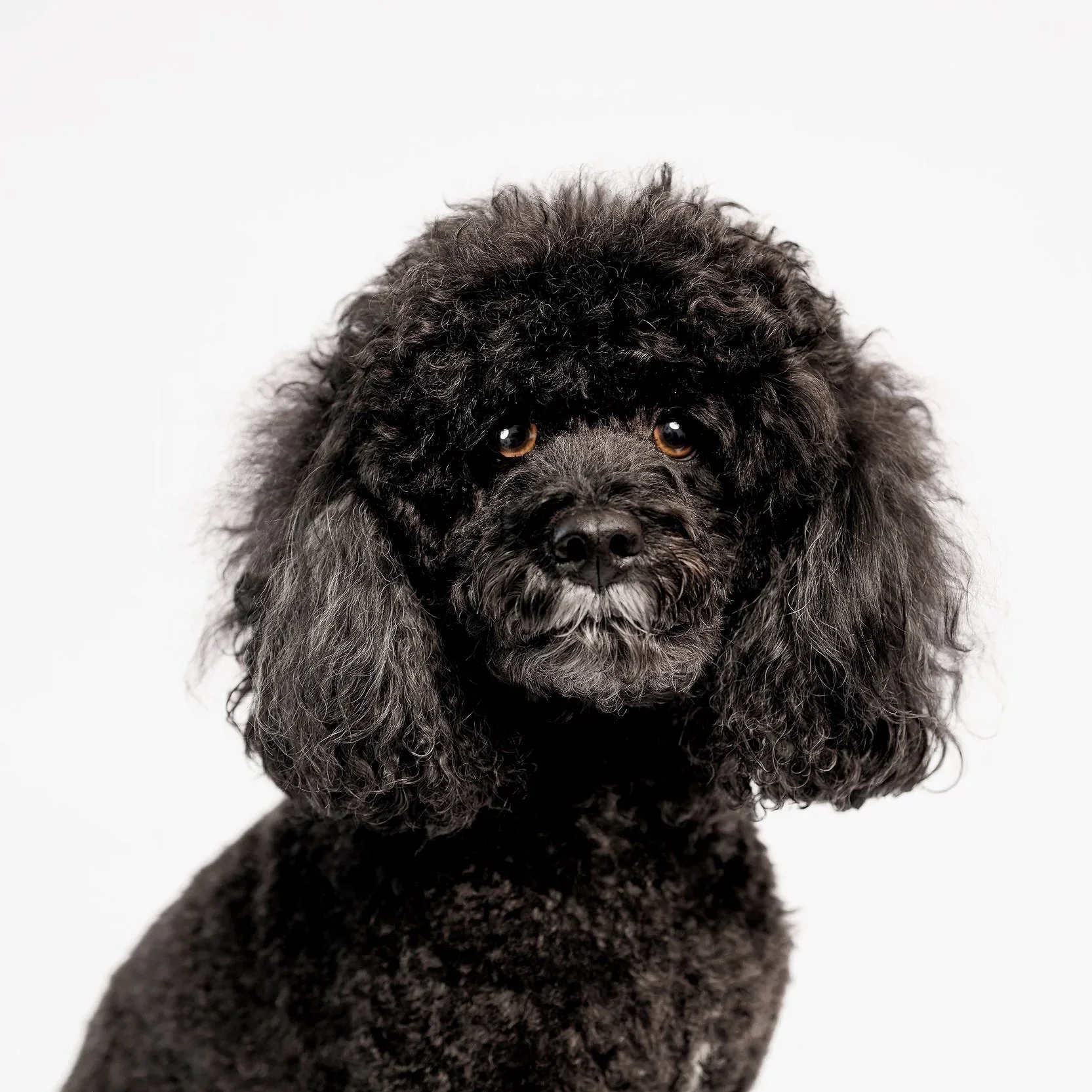 Canine Classics: A Portrait Collection