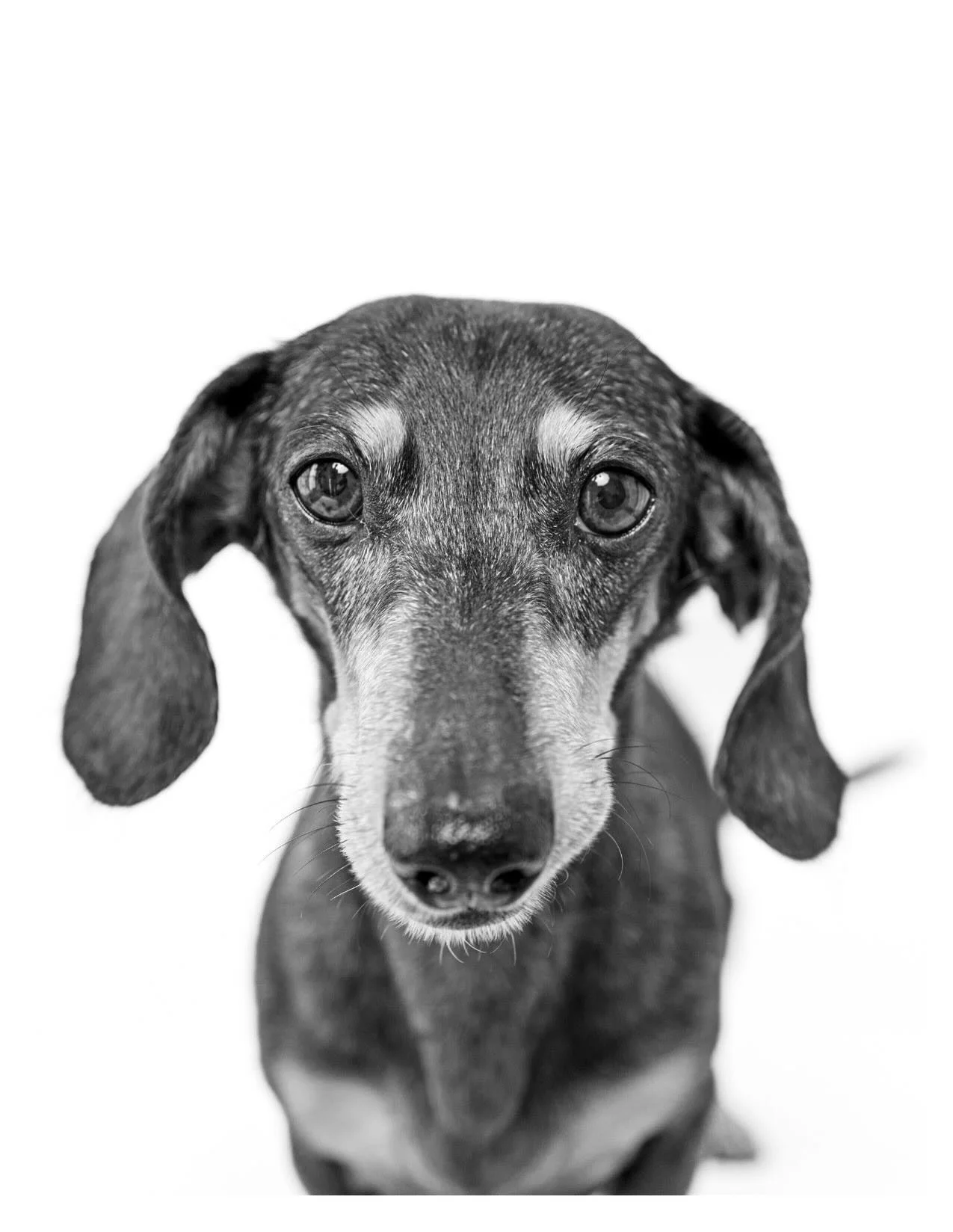 Feeling monochromatic on this gray Monday morning.

Featured: Carder @rwdogsports 

#dachsundsofinstagram #monochromatic #dogportraits #sacramentodogs #dogsonpaper