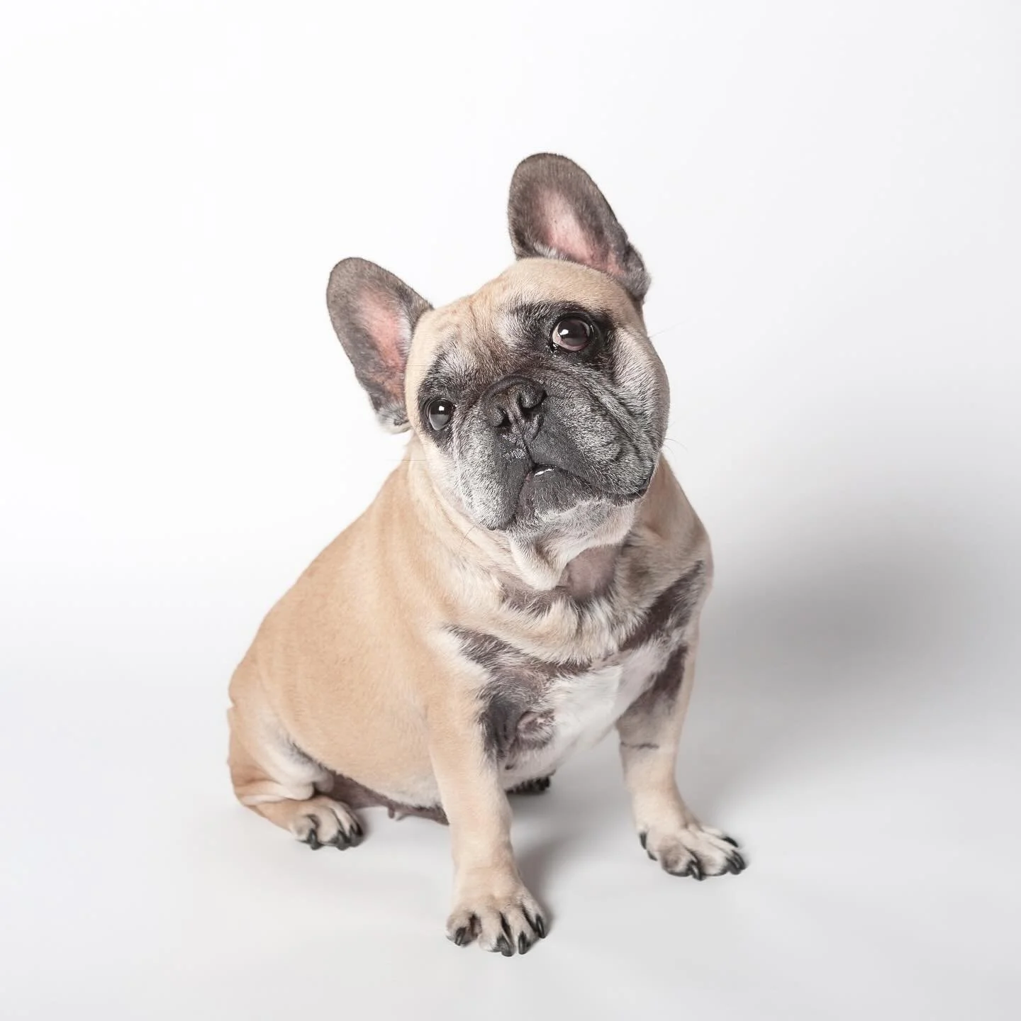 That head tilt. Gets me every time.

This is Clyde &mdash; one of the many dogs who&rsquo;ve come through the studio and completely stolen the show.

Dogs on Paper is a 100 sq ft dog portrait studio in Carmichael (just a tail wag from Sacramento). Se