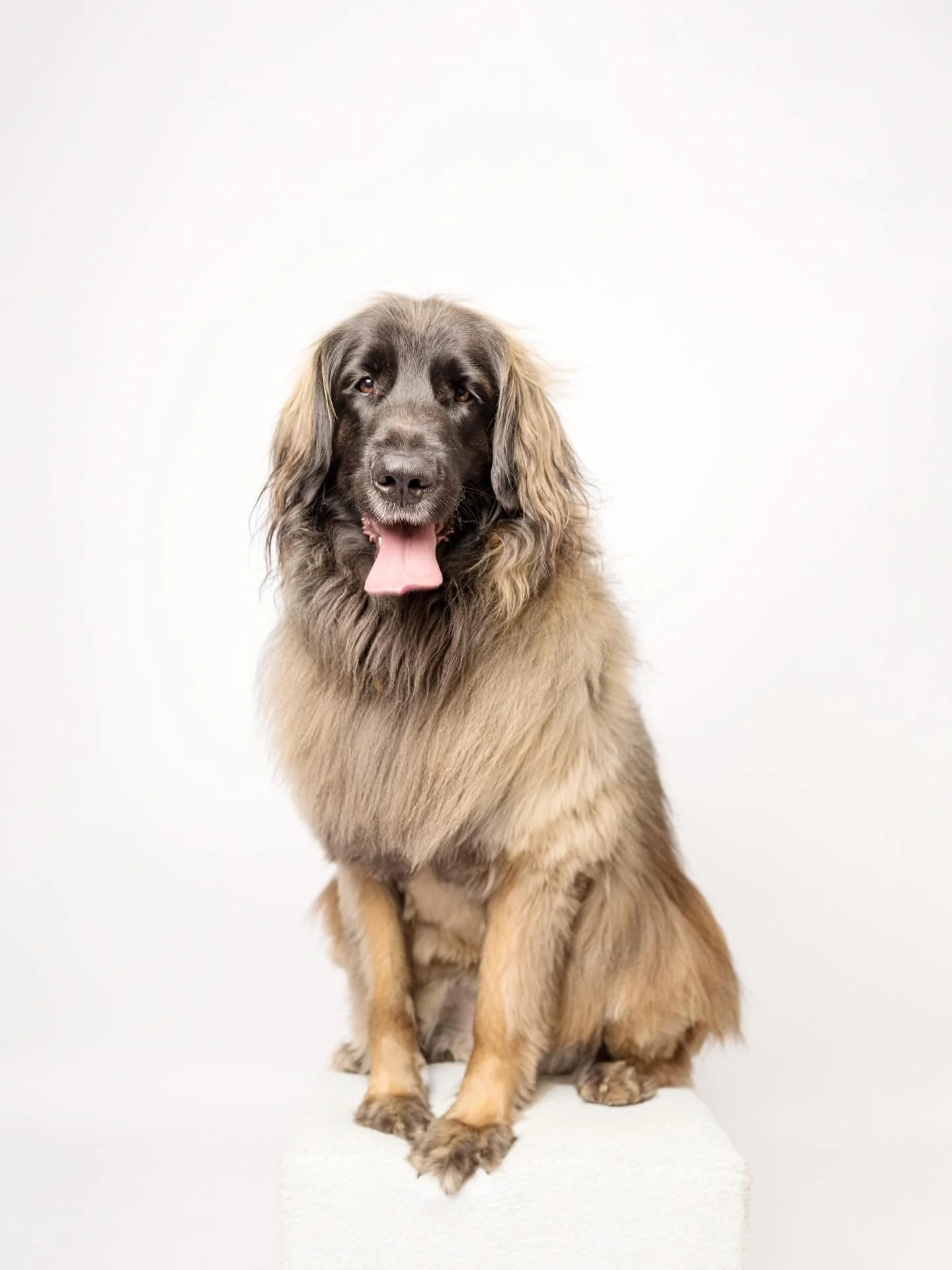 Eleanor. One of two stunning Leonbergers from last night&rsquo;s session. Three years old. One hundred and fifteen pounds. All heart.

@labandleo 

#dogsonpaper #leonberger #sacramentodogphotographer #dogportrait #studiodogphotography