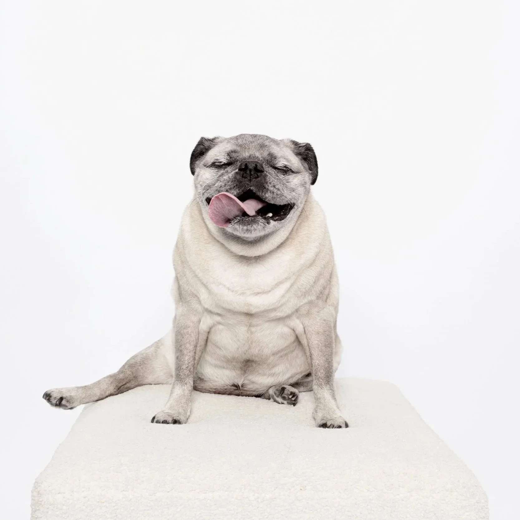 mochi_dogsonpaper_050326-2576.jpg