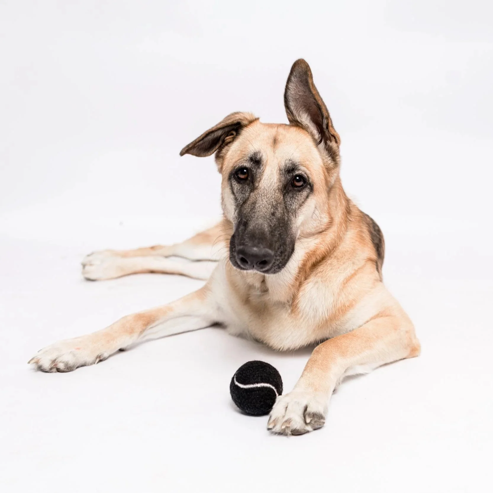 lucy_dogsonpaper_051726-4551.jpg