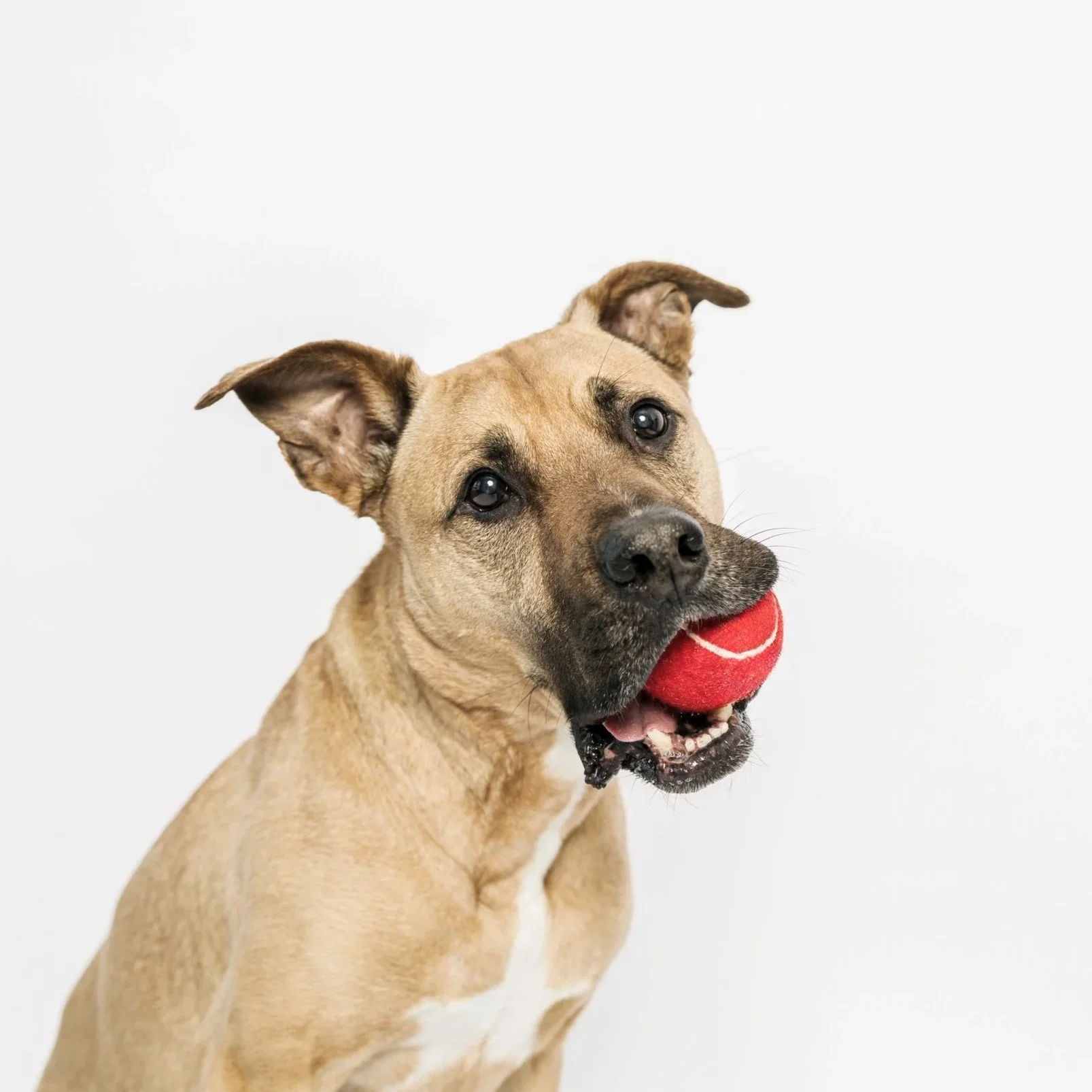 wally_otis_012426_dogsonpaper-8348.jpg