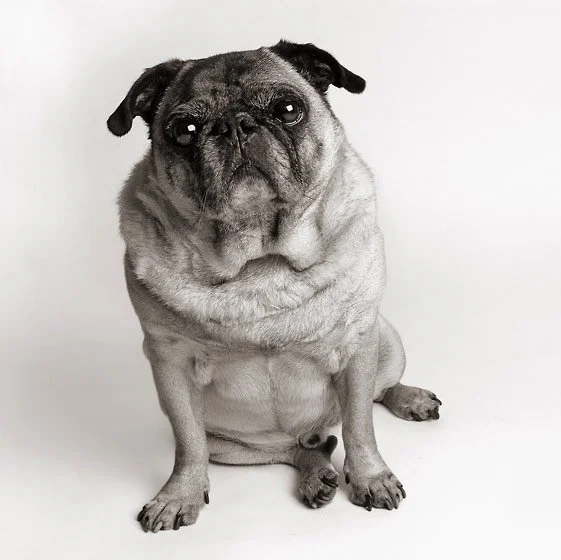 Bay Area Pug Project