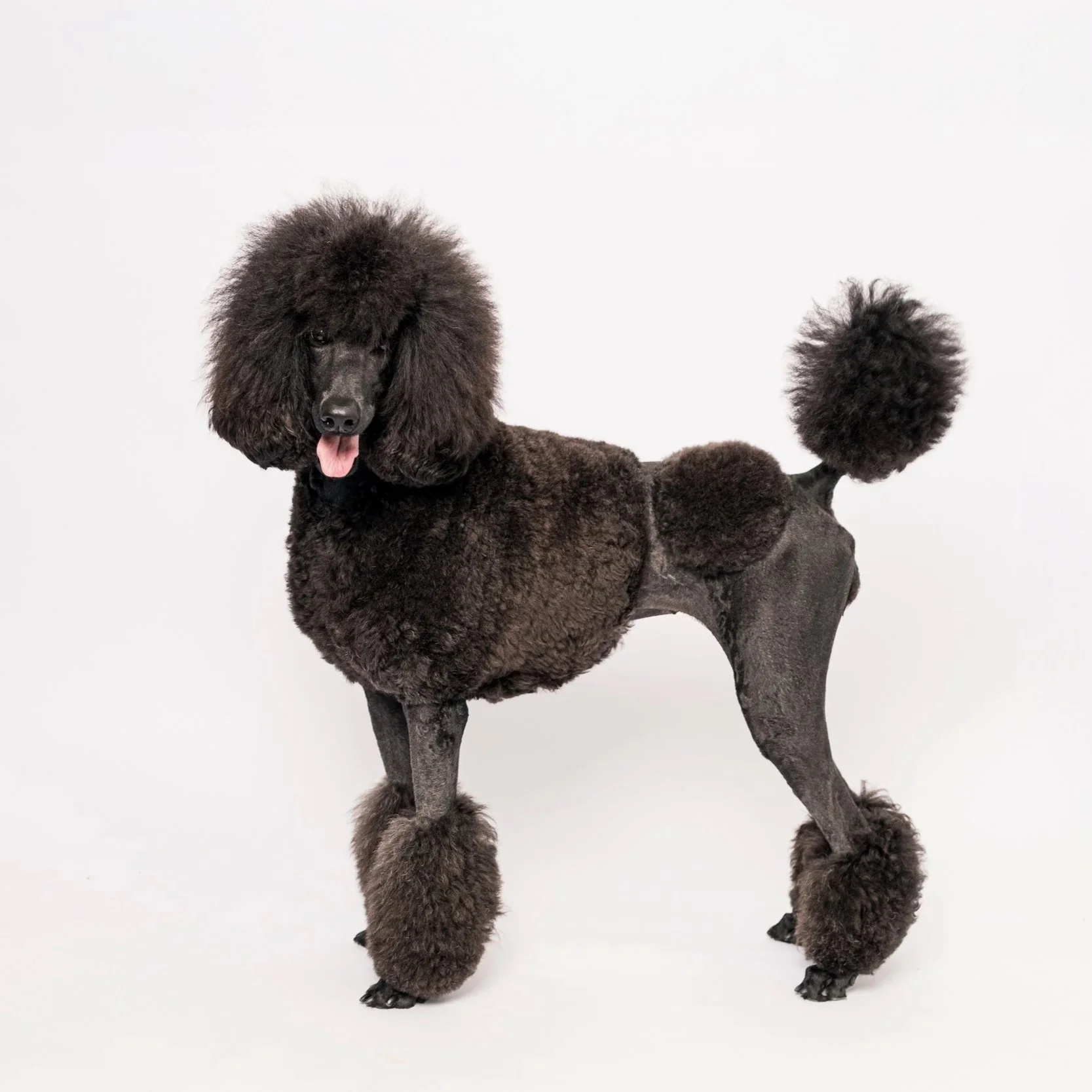 Canine Classics: A Portrait Collection