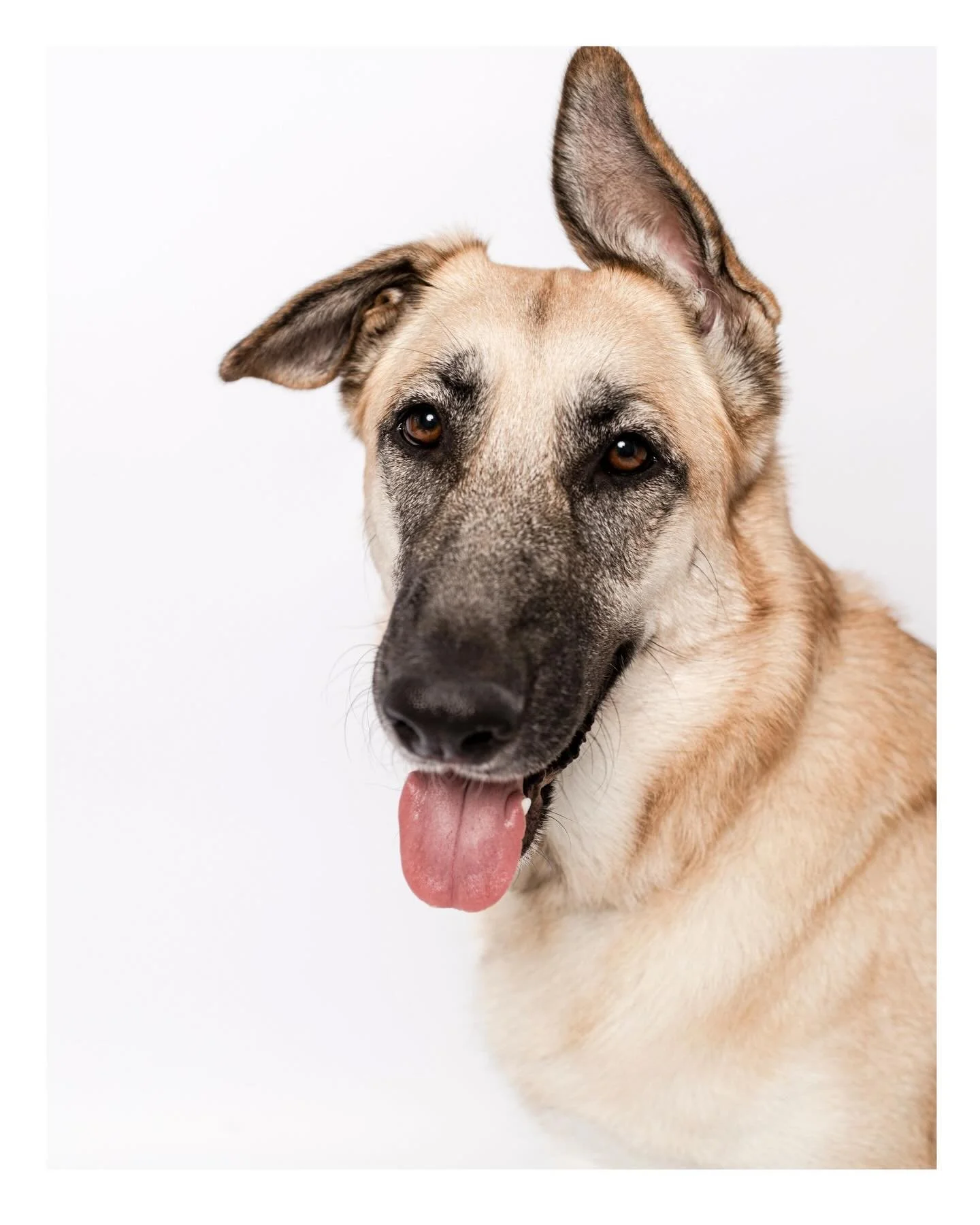 Hugs. Chaos. Pure joy. Lucy and her girls brought all of it into the studio &mdash; and this sweet, goofy, completely devoted three-year-old German Shepherd took it all in stride. Even when the girls decided to dress her up. It&rsquo;s why I love hav