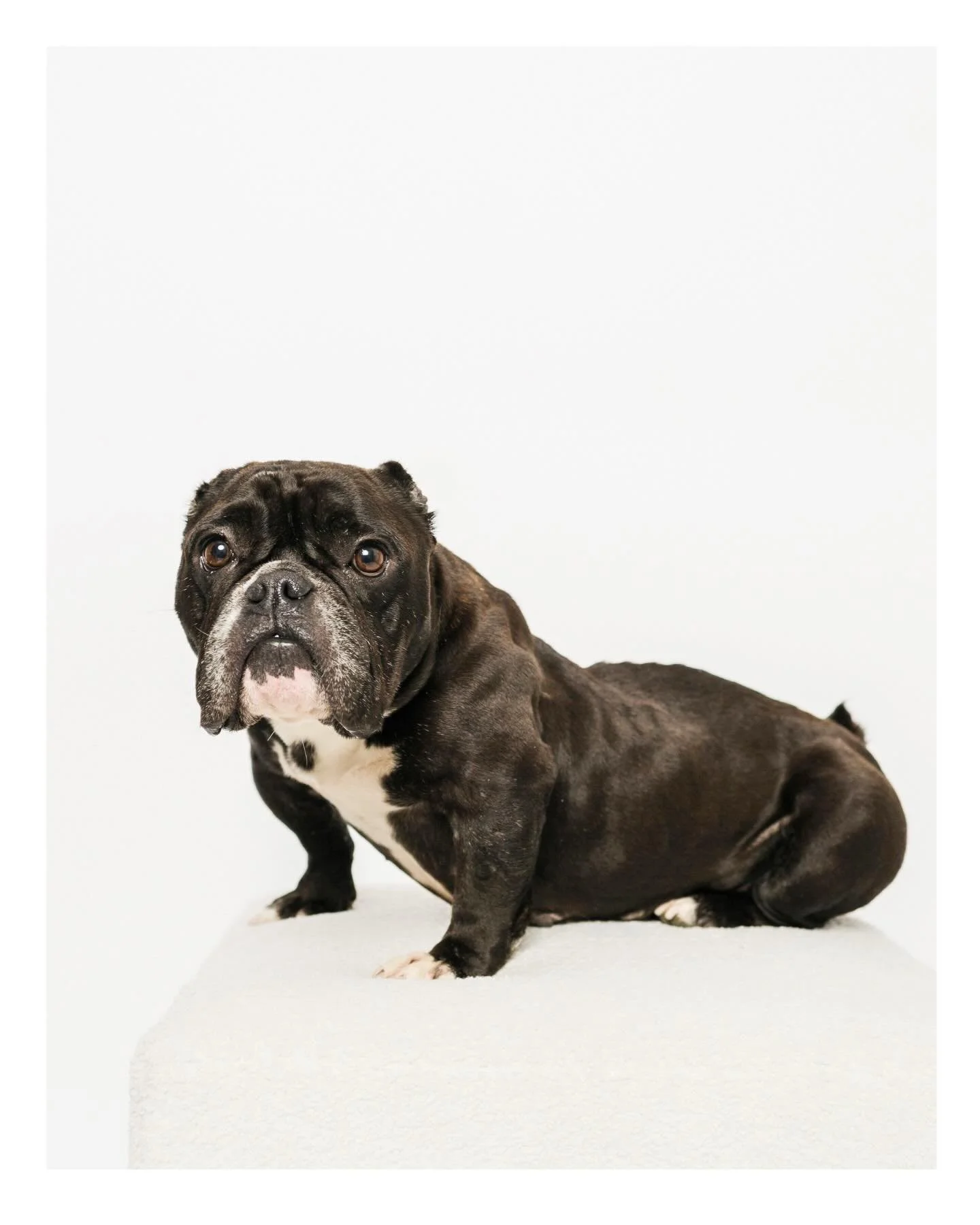 I photographed Pearl last November. This brindle beauty is back in foster care with @piggiebully and still waiting for her person. She&rsquo;s available for adoption through @frontstreetshelter &mdash; go give them both a follow and read her story. S
