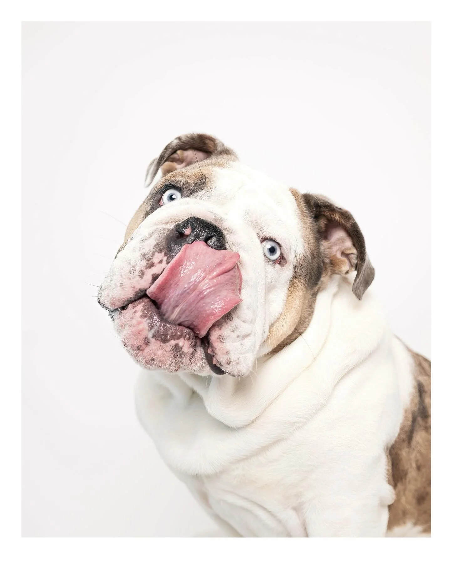 Voting &lsquo;YES&rsquo; on more snacks or naps?

Featuring Bosley.

@bob_bogey_and_bosley 

#bulldog #tongueouttuesday #sacramentodogs #electionday #dogsonpaper