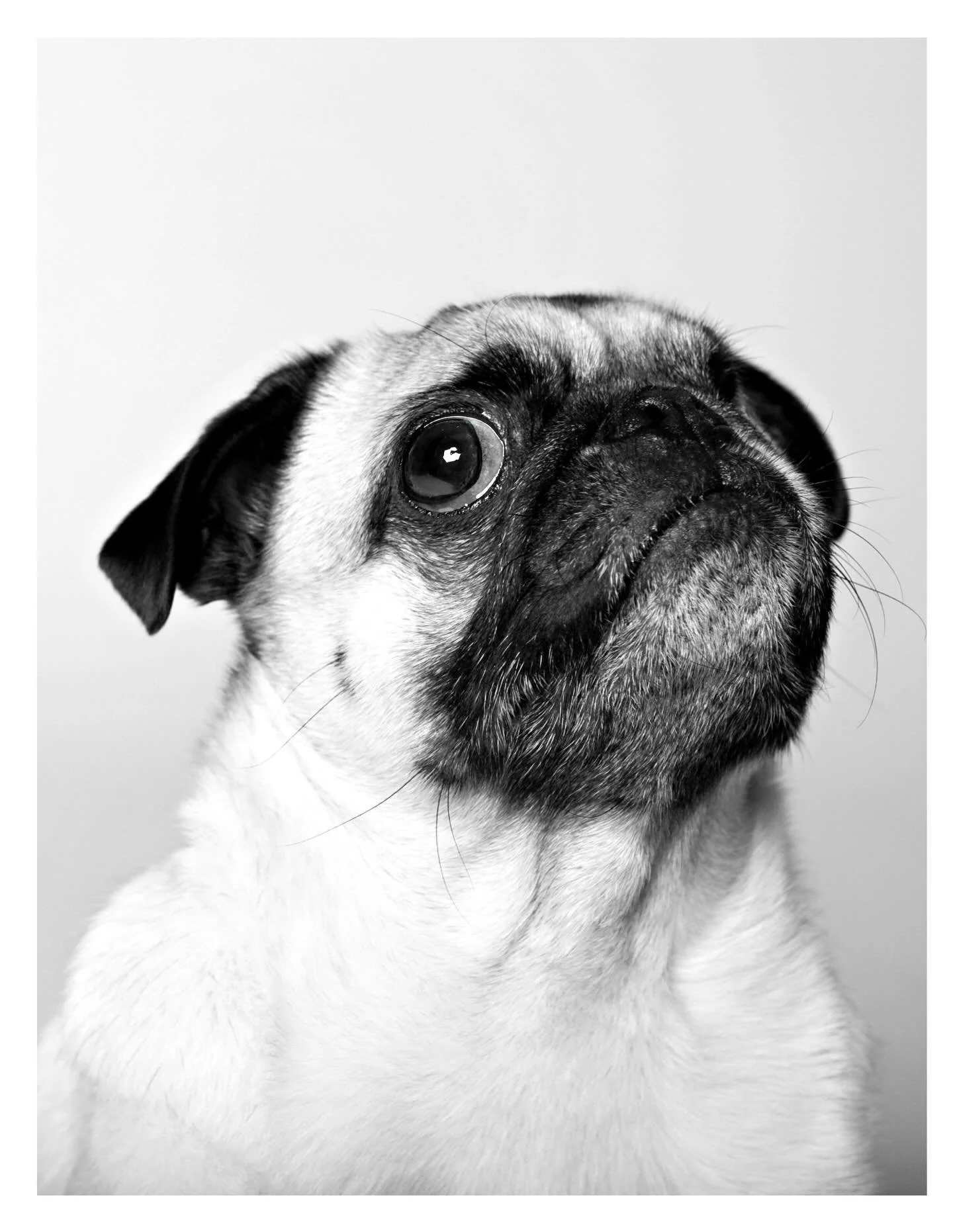 Some portraits just stay with you. 🖤

#pug #pugsofinstagram #dogportrait #petphotographer #dogsonpaper