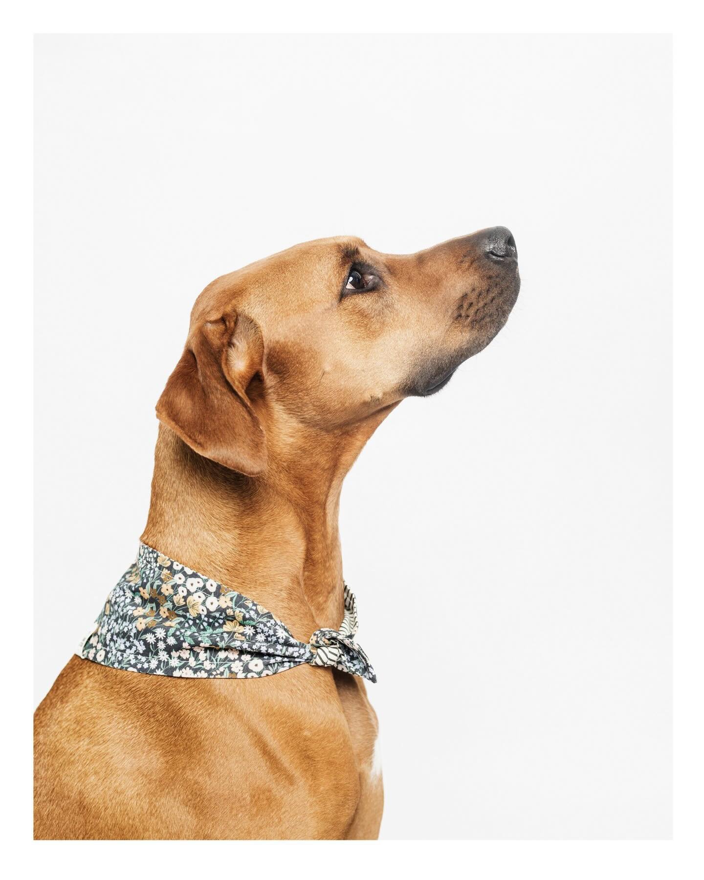 Lulu.

Bandana by @swoonstudioco 

#boxerdoberman #dogportrait #sacramentodogs #dogphotographer #dogsonpaper