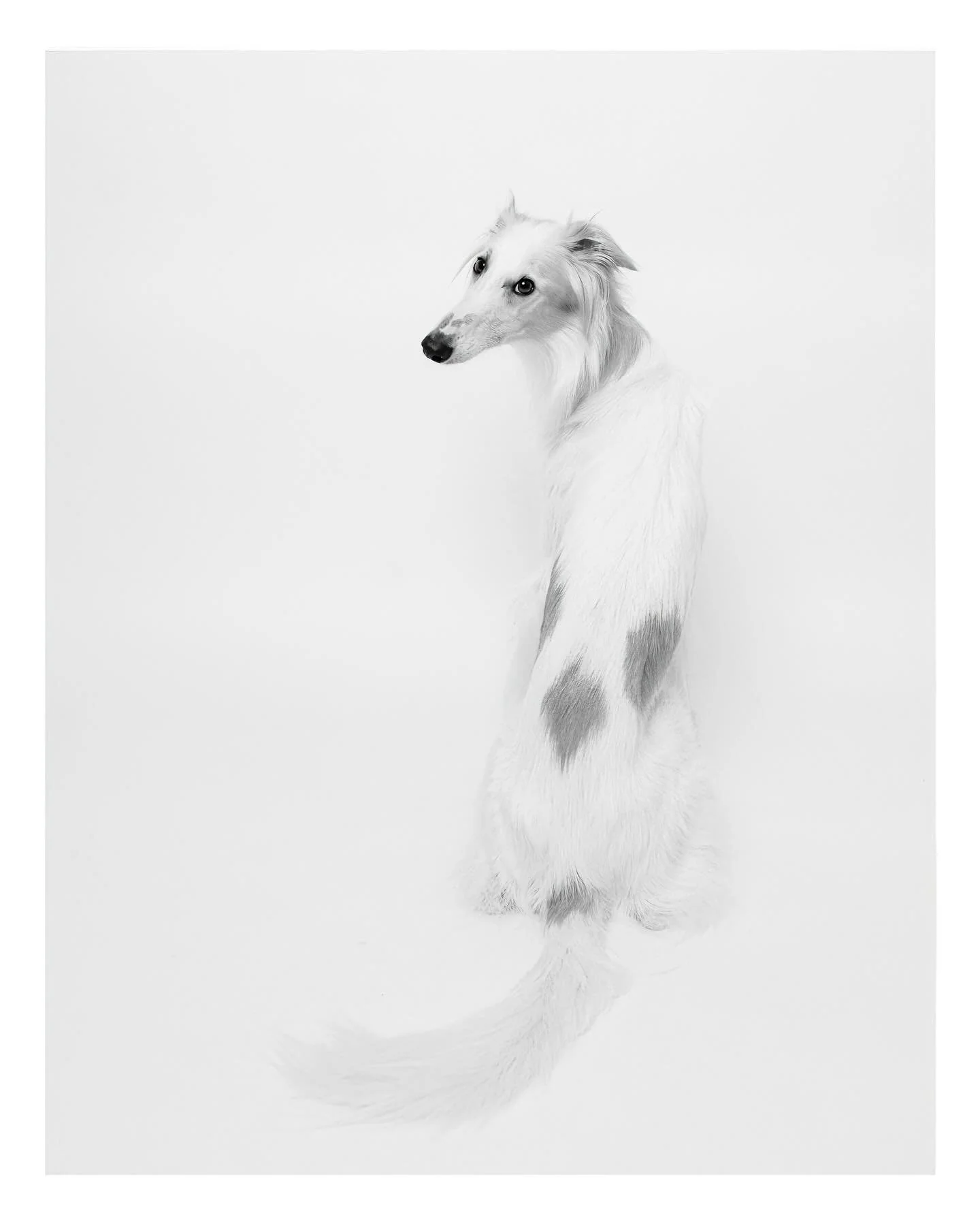 More of Vulcan.

He&rsquo;s patiently waiting for the next frame, for something new. Details on that soon.

Vulcan @_vulcanalia 

#silkenwindhound #sacramentodogs #dogphotographer #dogasart #dogsonpaper