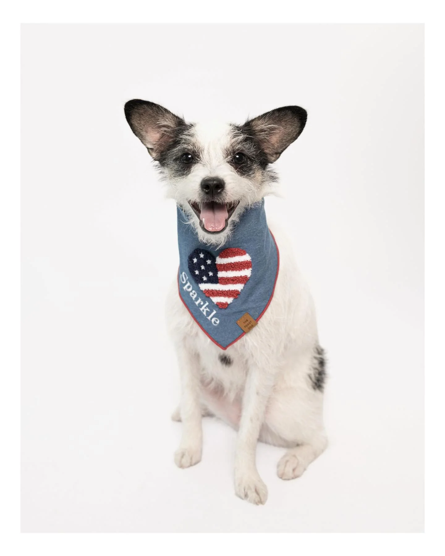Little sparkler. ✨🇺🇸

Happy Fourth of July from Dogs on Paper!

Featuring Sparkle @sparkle_frenchipoo 
Bandana by @thefoggydog 

#dogsonpaper #dogphotography #dogportraits #america250 #fourthofjuly