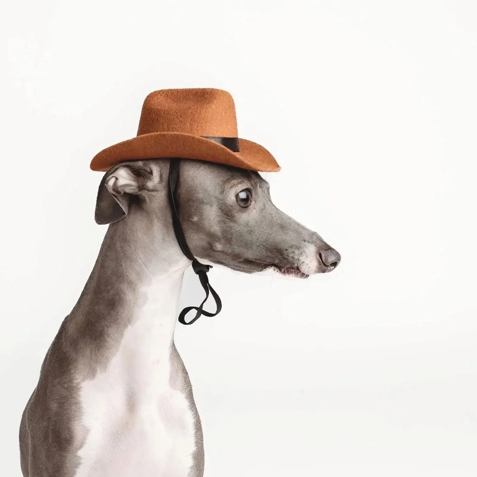 Italian Greyhound wearing a cowboy hat
