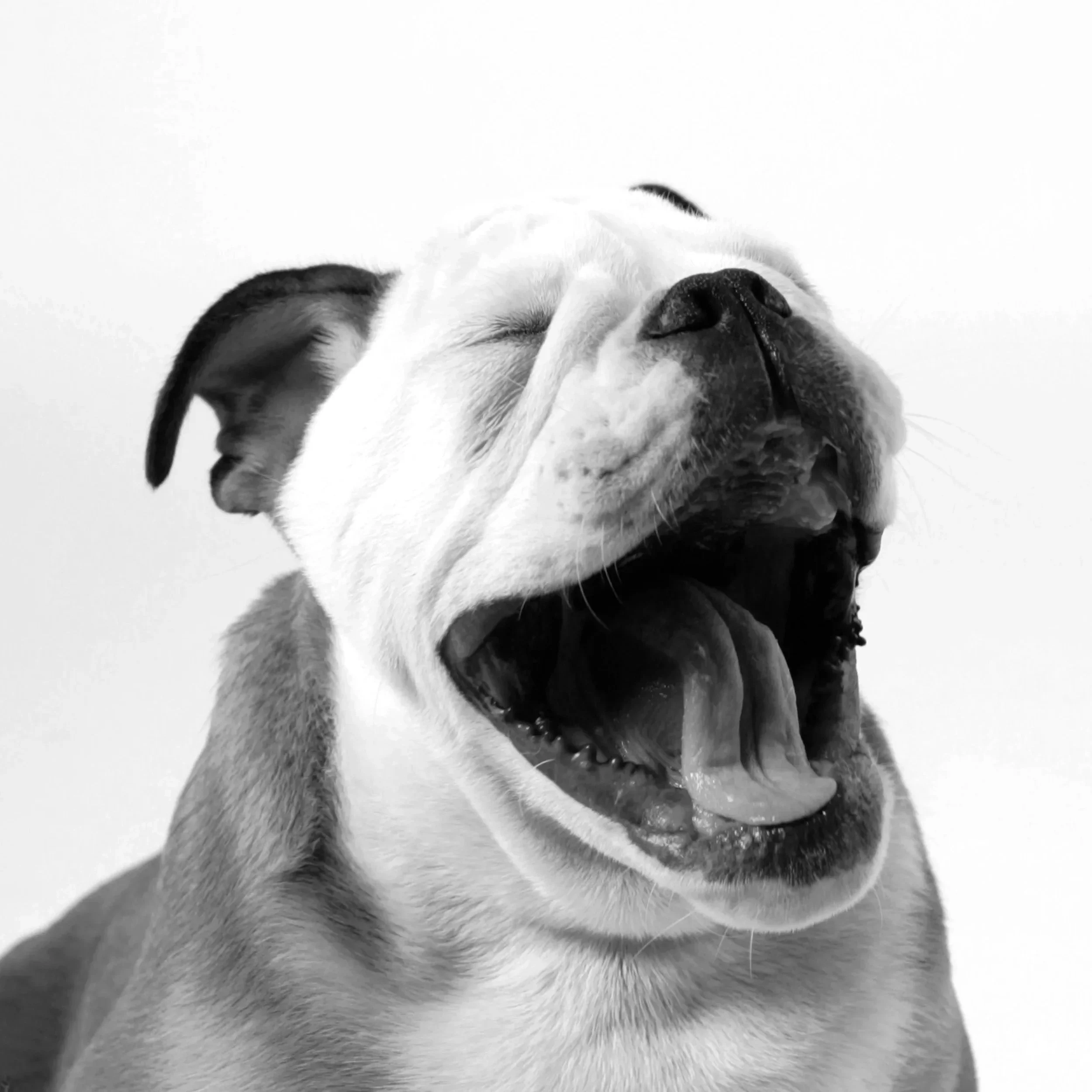 Black and white photo of a yawning bulldog with closed eyes and one ear flopped over.