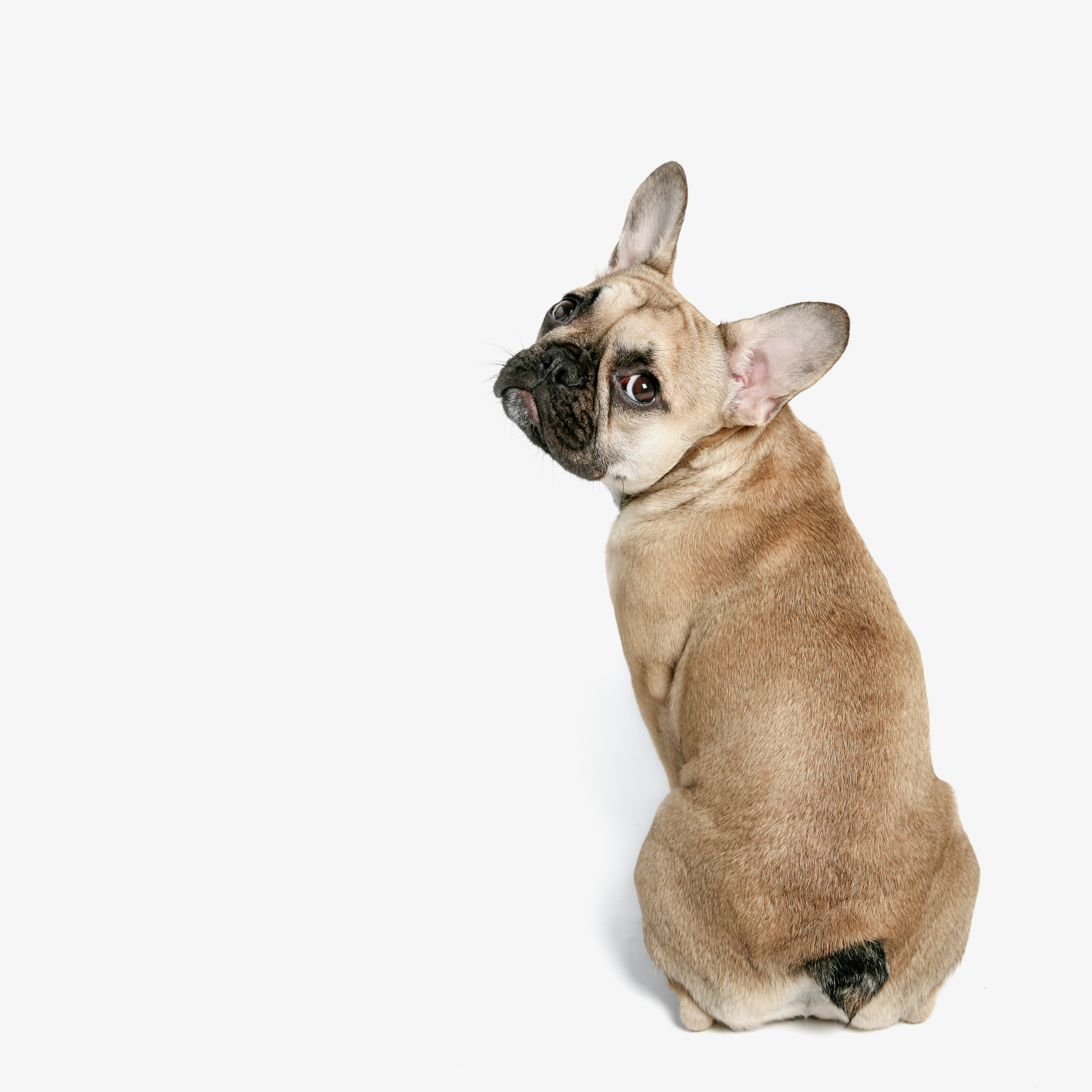 framed+art%2C+dog+as+art-8.png