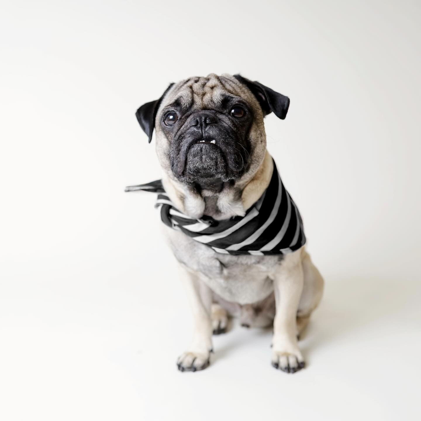 Dogs on Paper had a lot planned for fall &mdash; a new session offering, new products, fall minis, and renewed energy to welcome new and old clients back to the studio on September 1st.

But during our summer break, we realized a break was so very ne