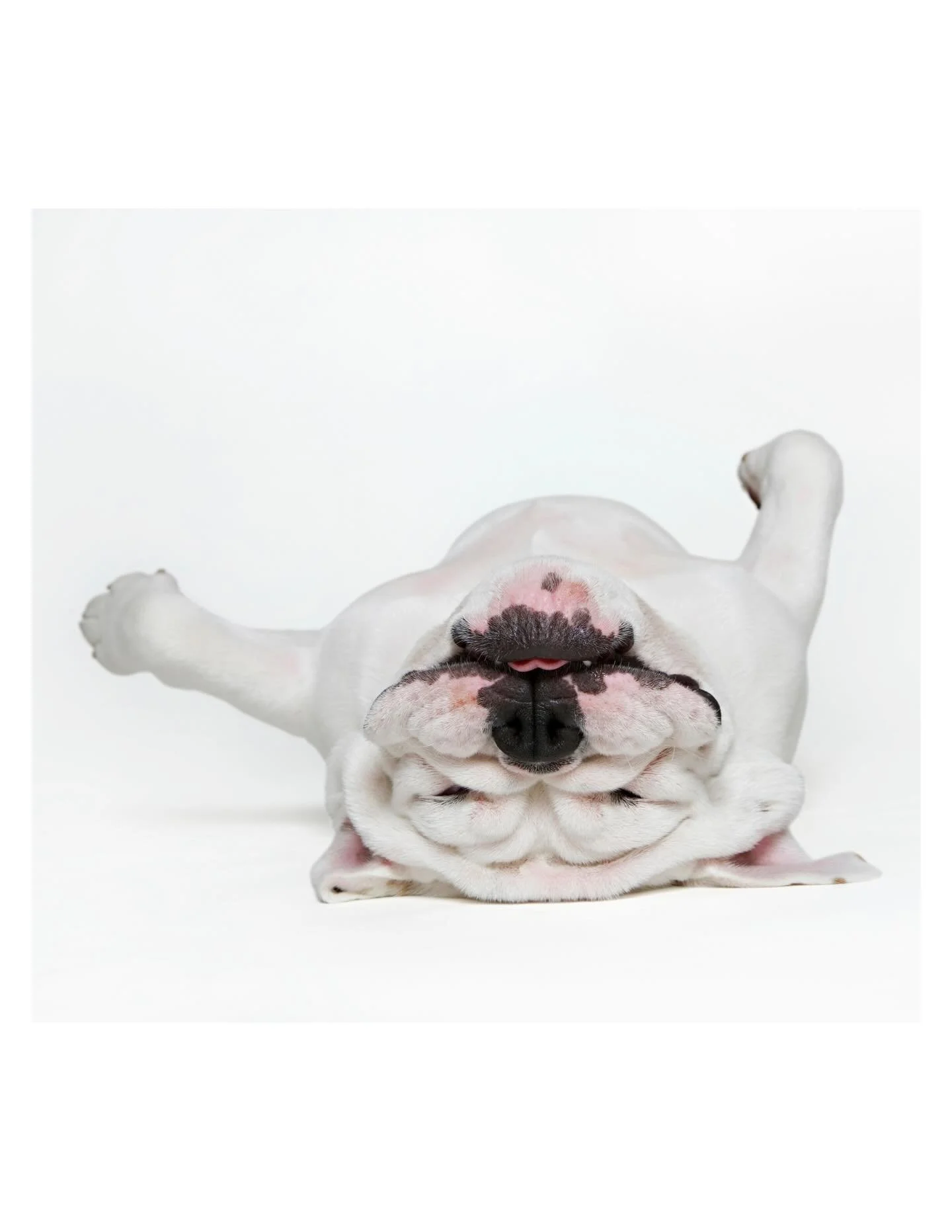 Long before Dogs on Paper existed, there was Cupcake. 

This squishy 7-month-old bulldog was one of my early dog portrait sessions back in my San Francisco studio days under my former studio, Ann Hamilton, and this shot ended up featured in a 2007 is