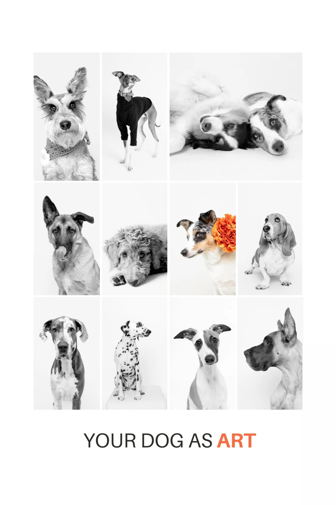 Sacramento pet photographer creates portraits of dogs including Schnauzer, Italian Greyhound, Australian Shepherd, German Shepherd, Doodle, Basset Hound, Great Dane, Dalmatian, Whippet.