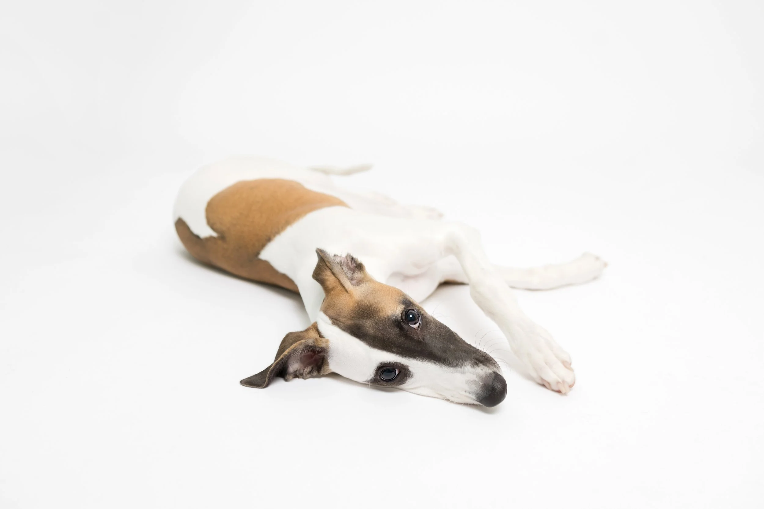 atlas_flanagan_dogsonpaper_020125-0747.jpg