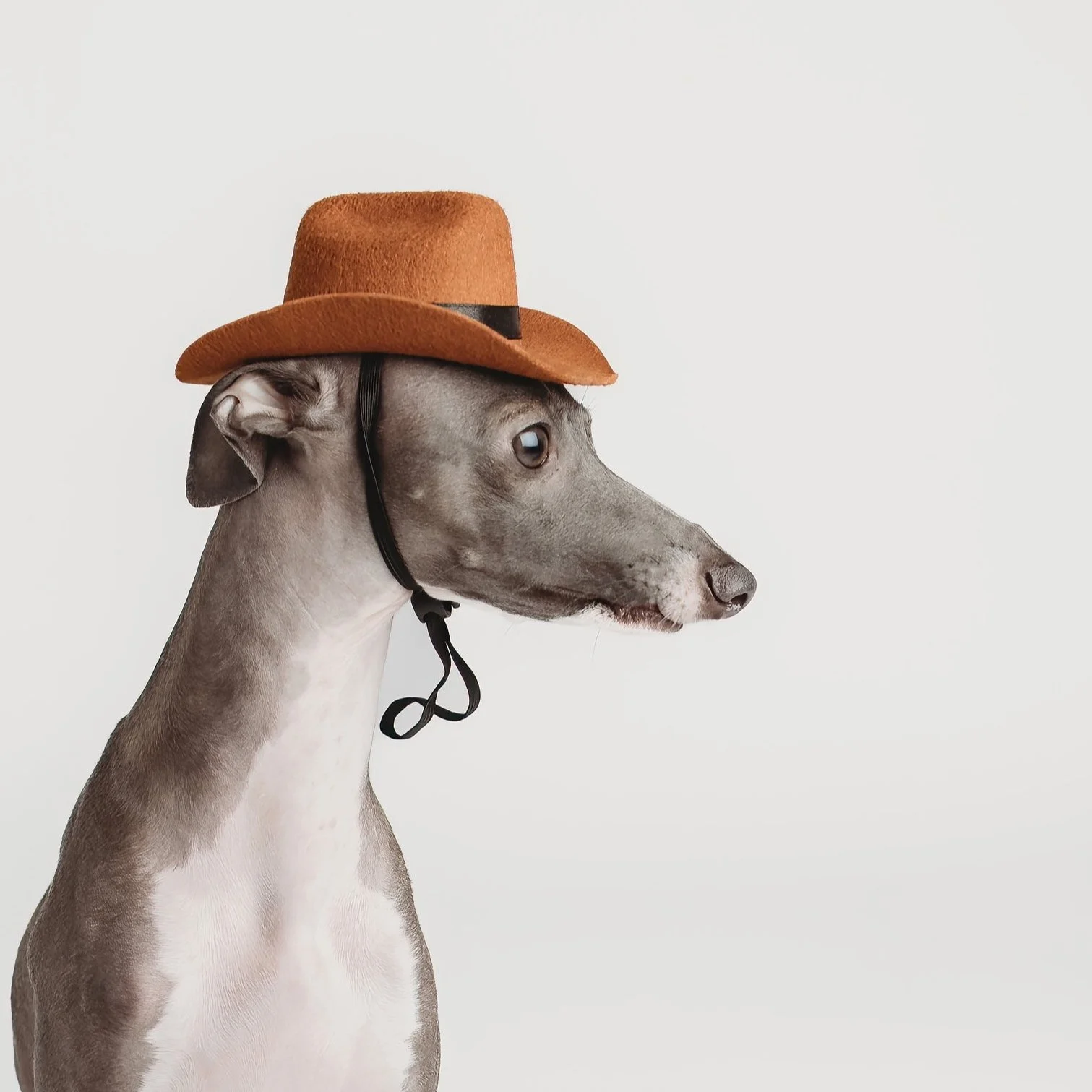 Canine Couture: Nico the Iggy