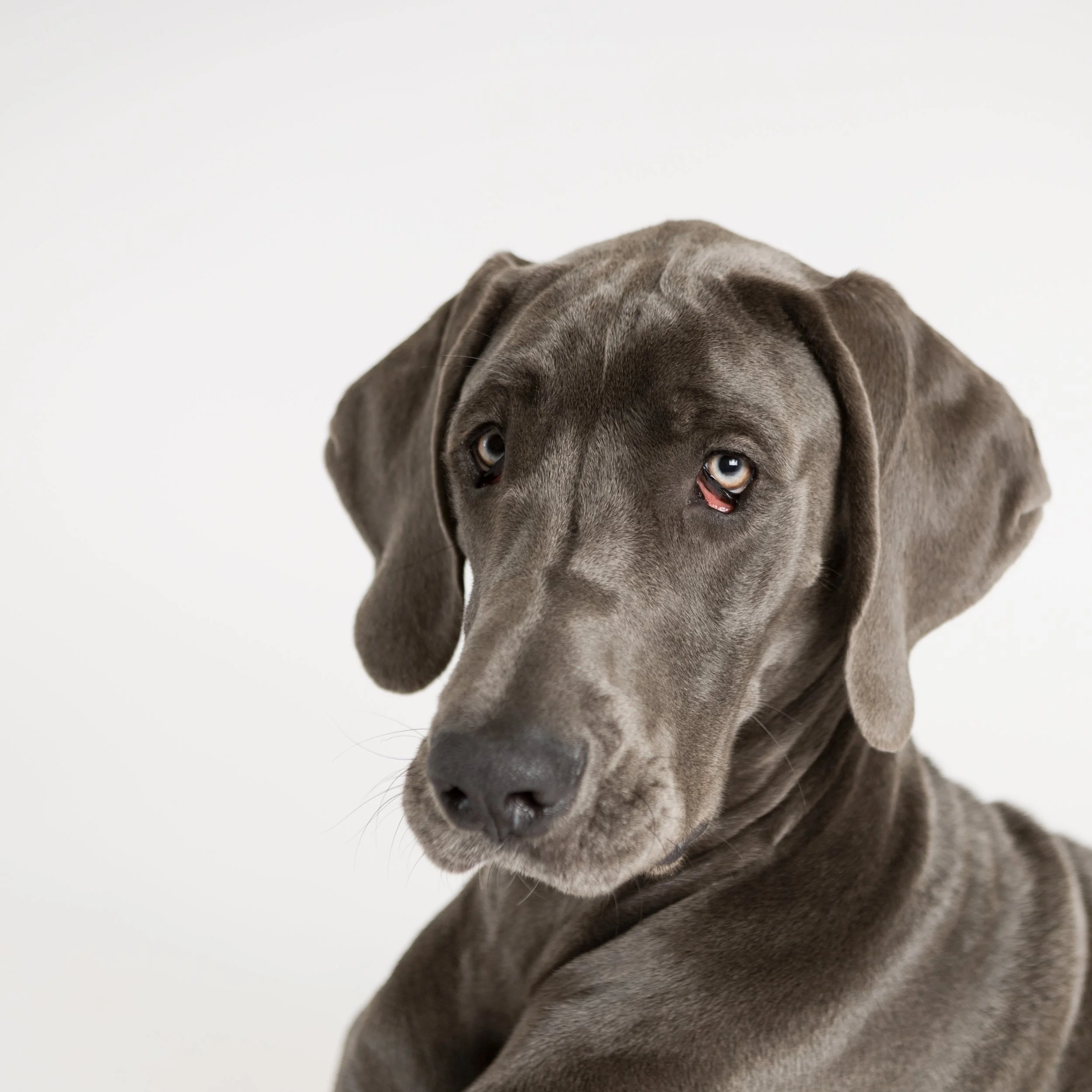 Graceful Dane: The Beauty of Sohl