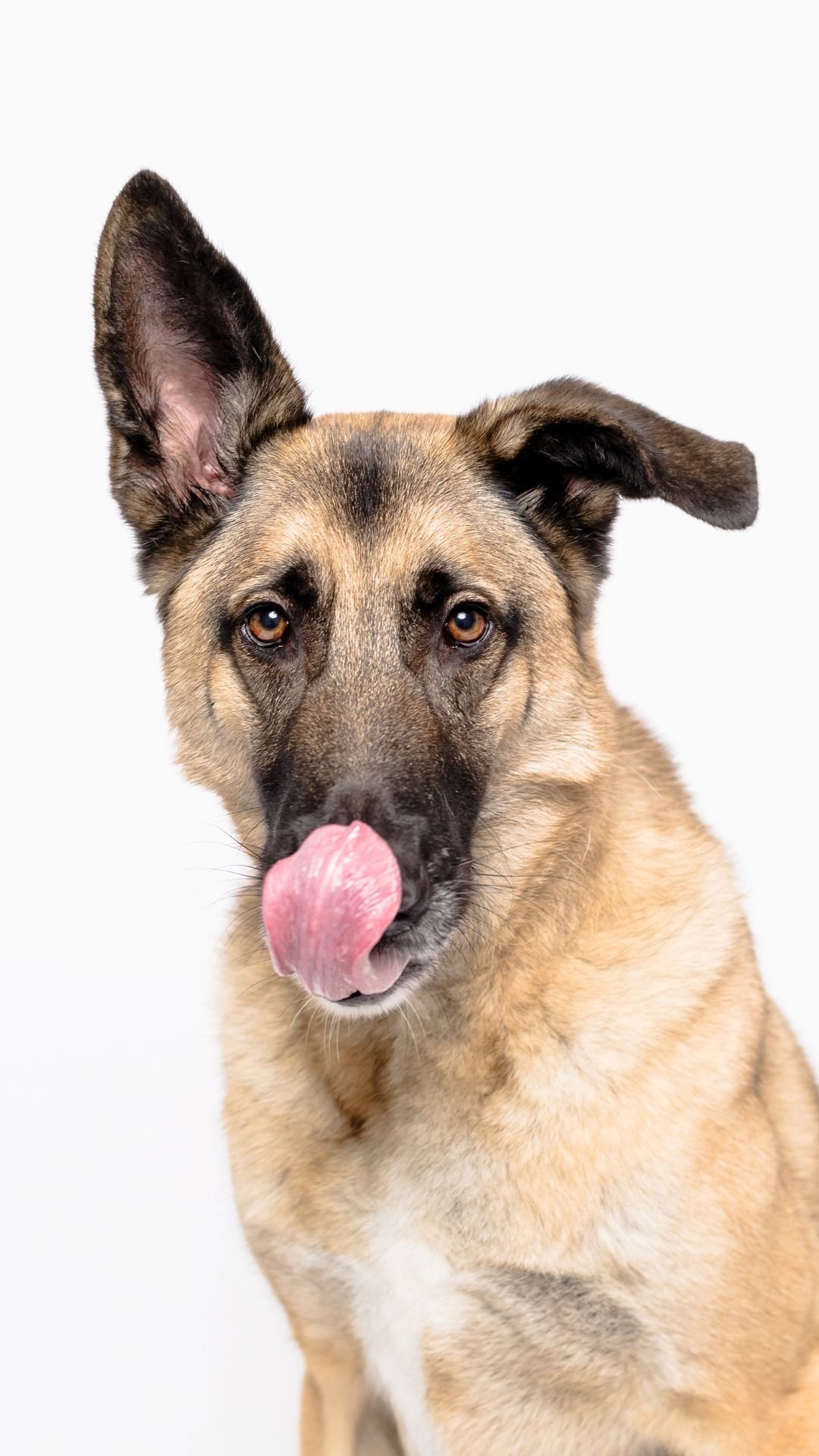 San Francisco Dog Photography