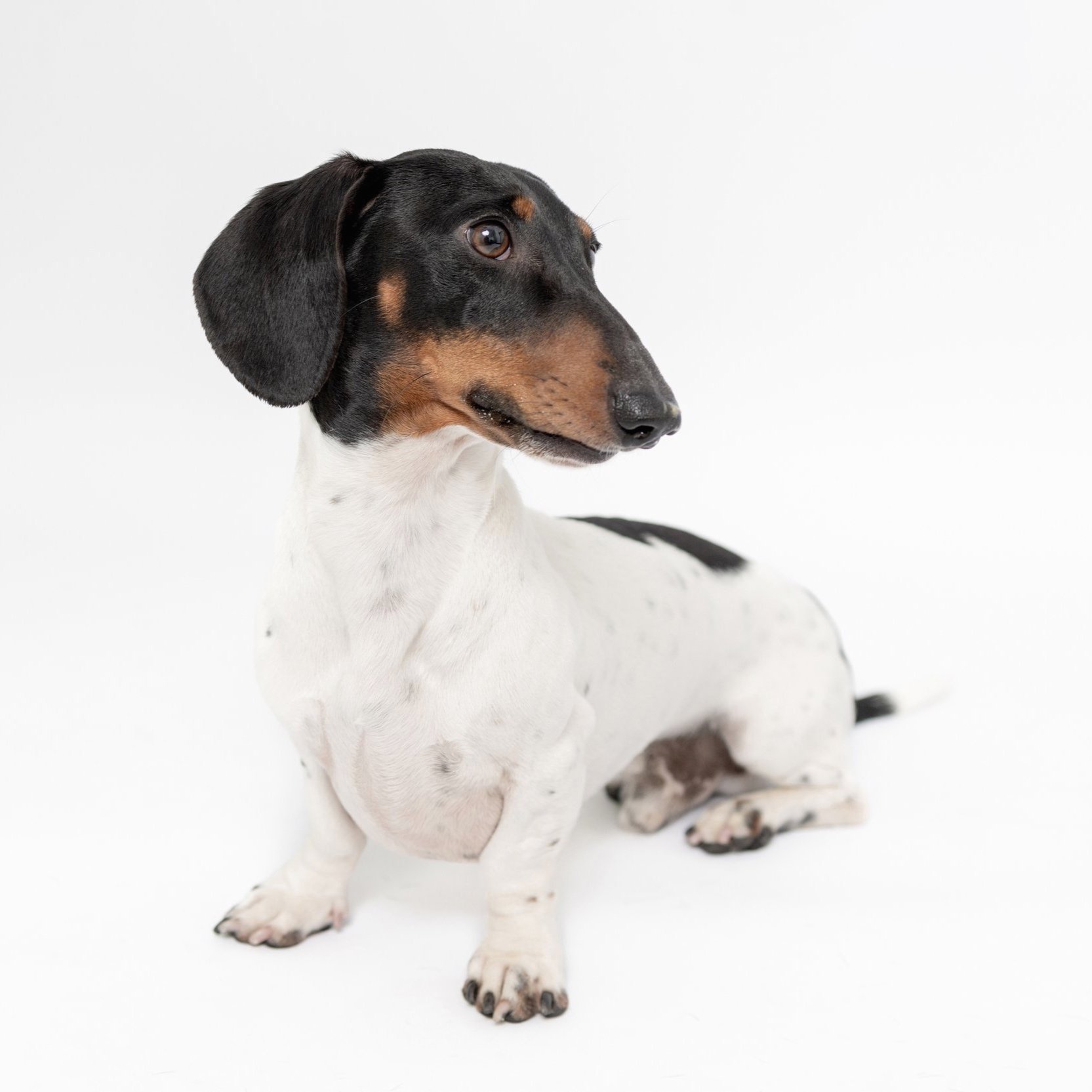 williams_doxies_060724-3518.jpg