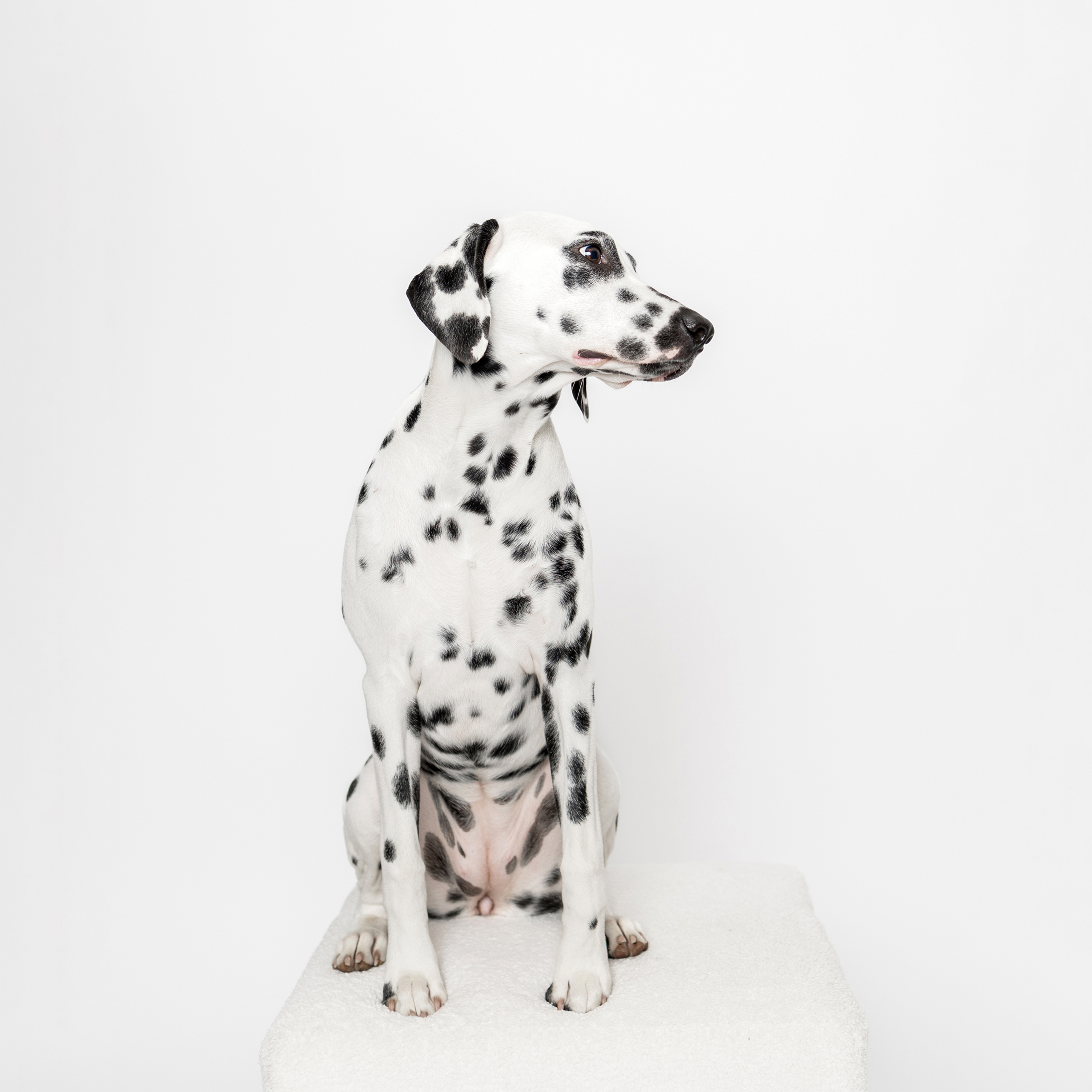 Bay Area Dog Photography