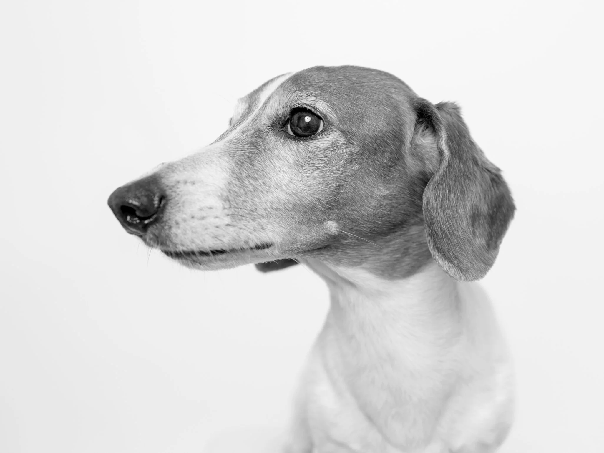 doxie-3587.jpg