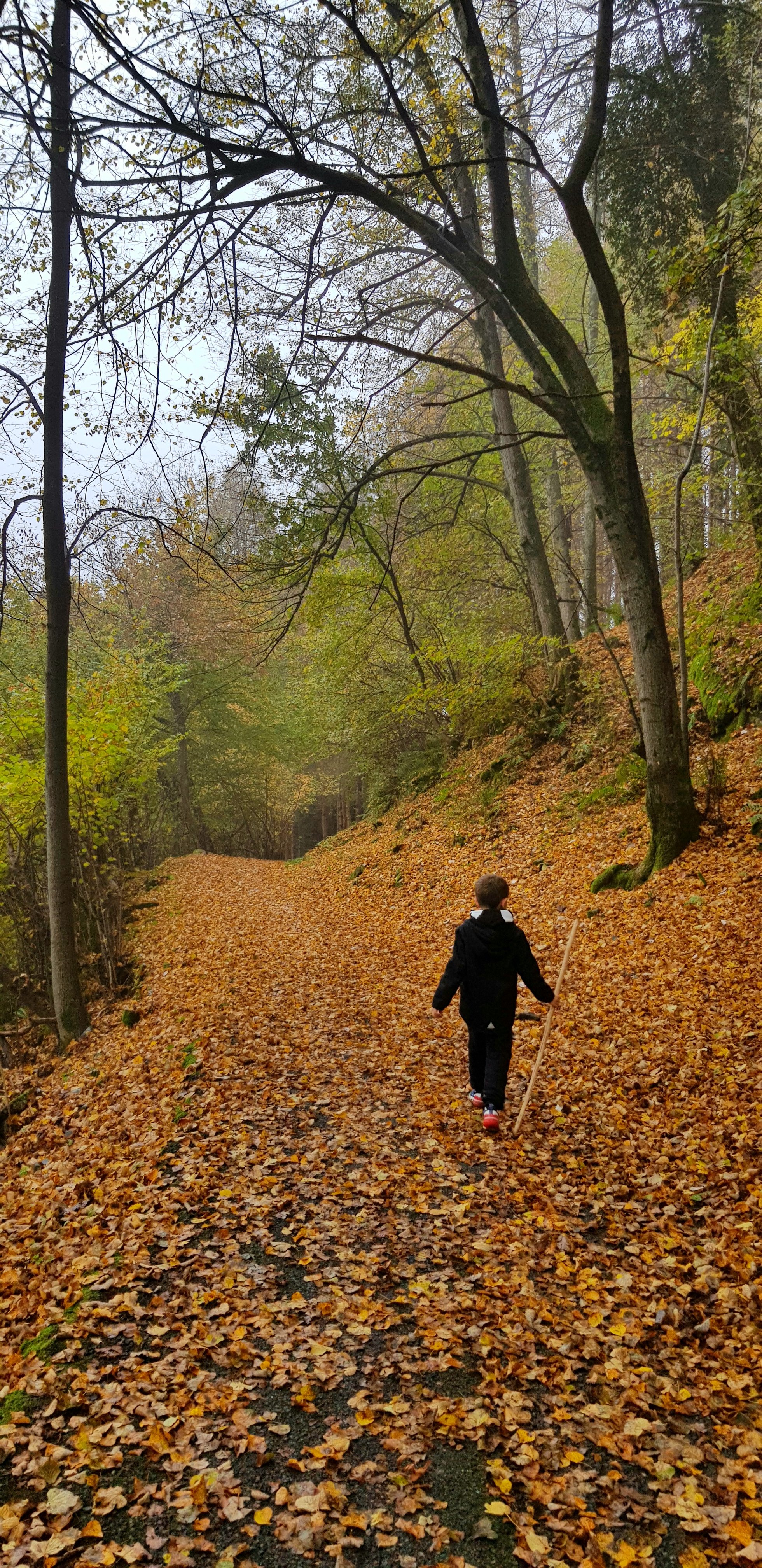 Un bambino cammina lungo un sentiero ricoperto di foglie autunnali in una foresta, tenendo un bastone.